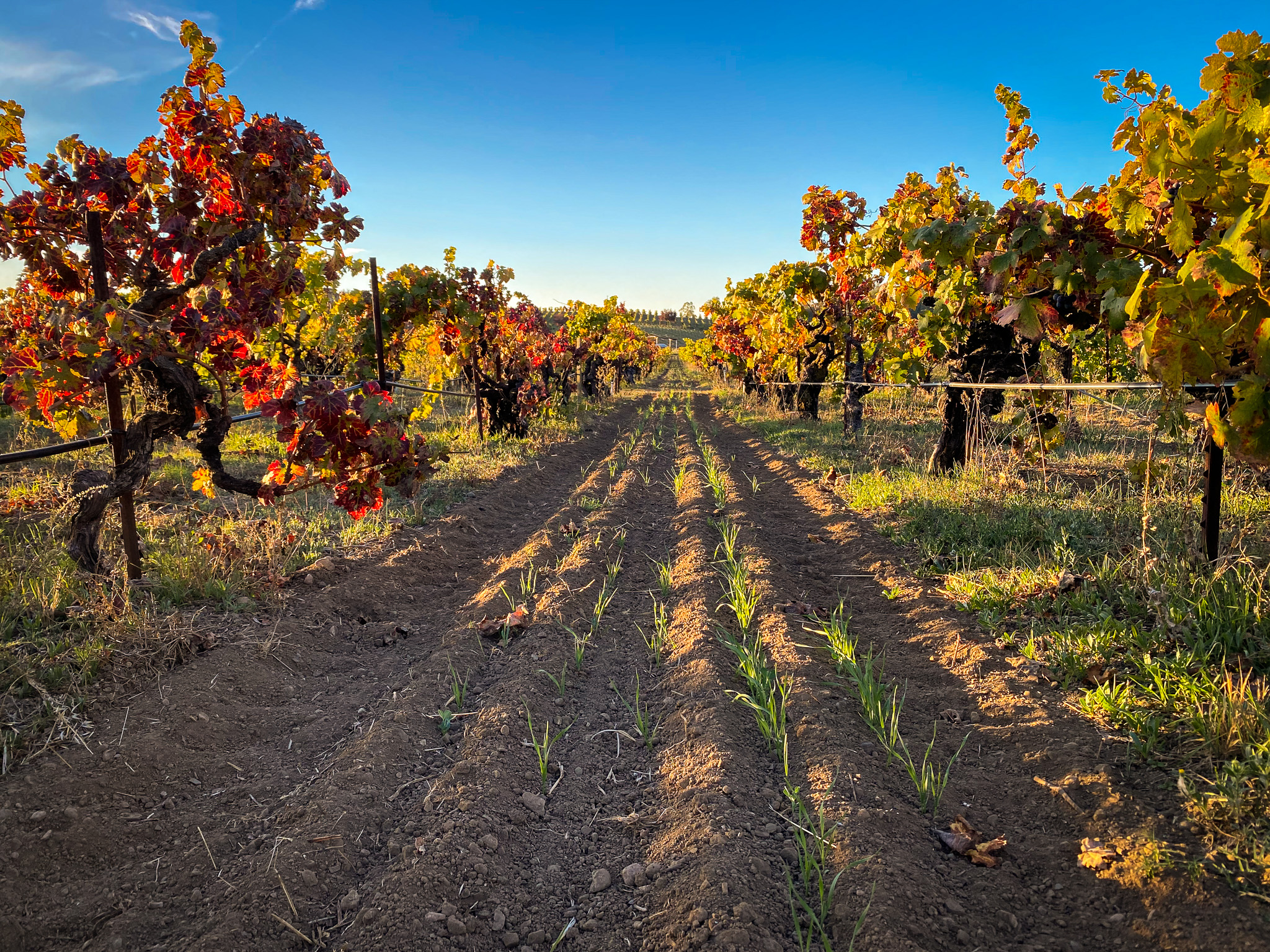 Napa Valley fall vineyard colors landscape