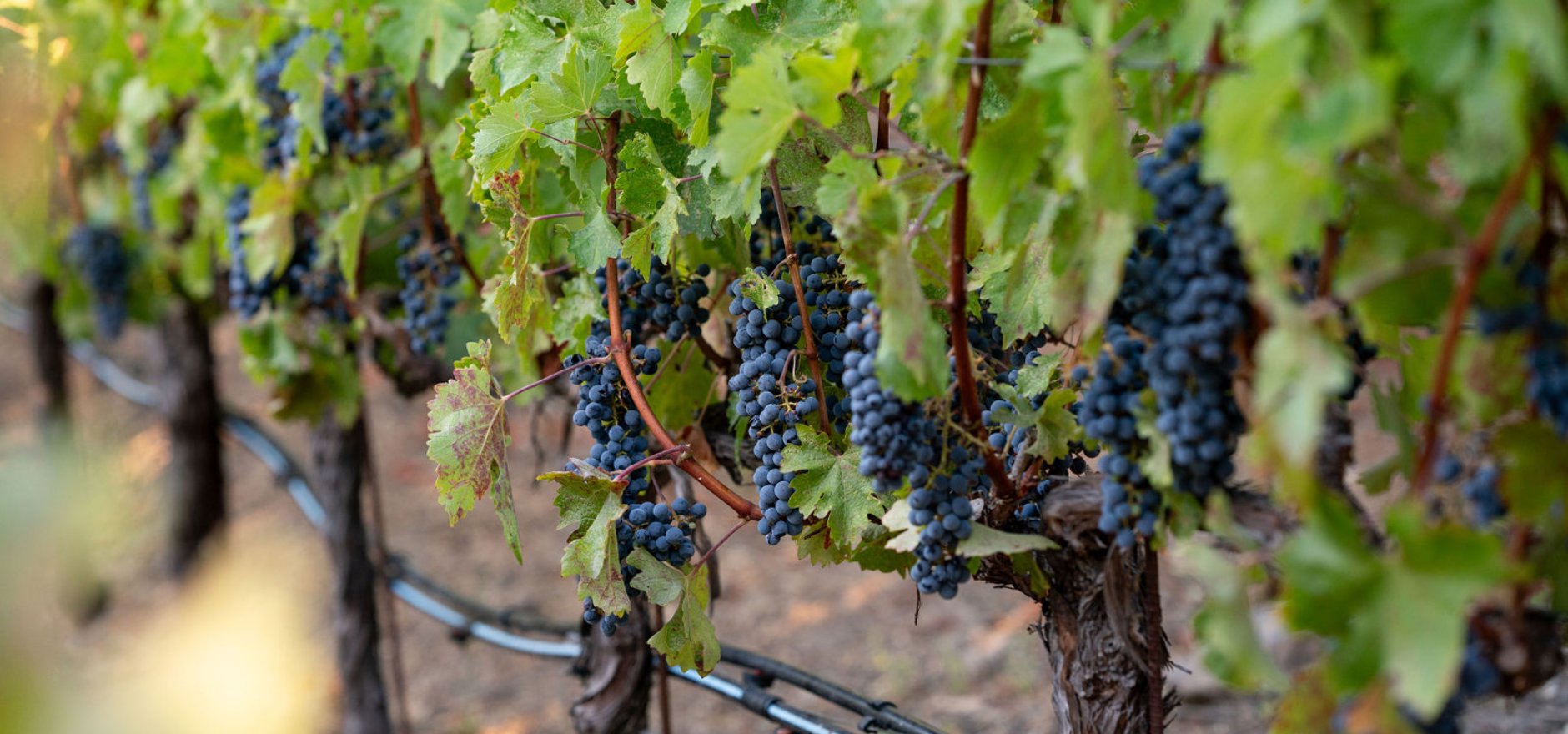 Napa Valley hotel vineyard fall harvest