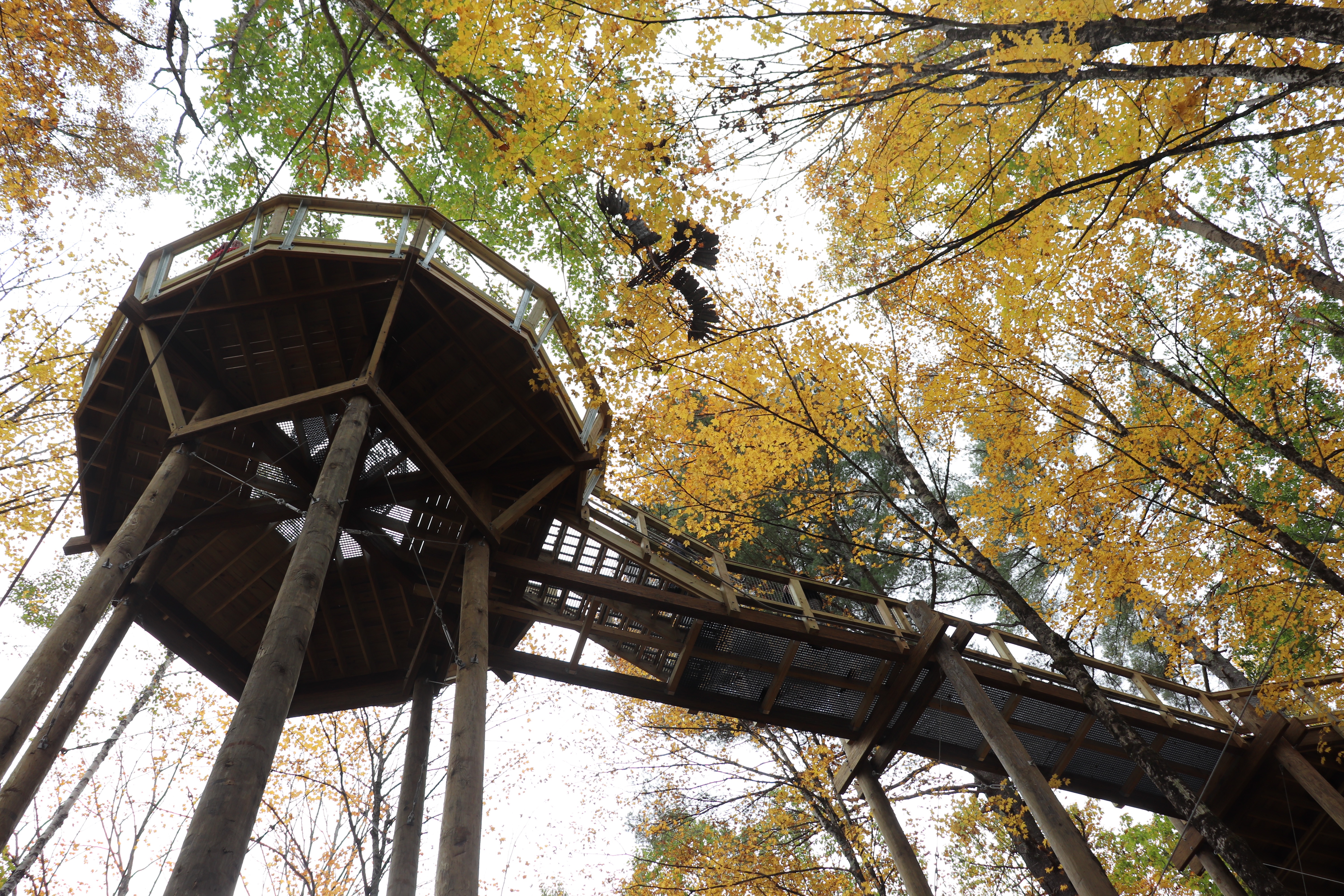 Vermont treehouse autumn canopy