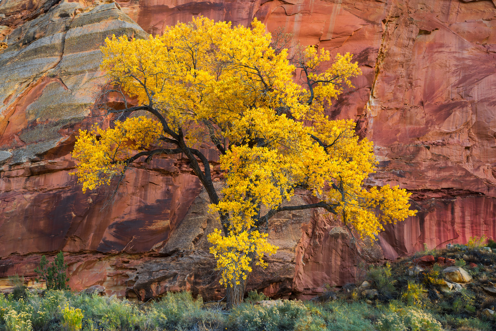 Moab Utah red rock canyon autumn cottonwood trees