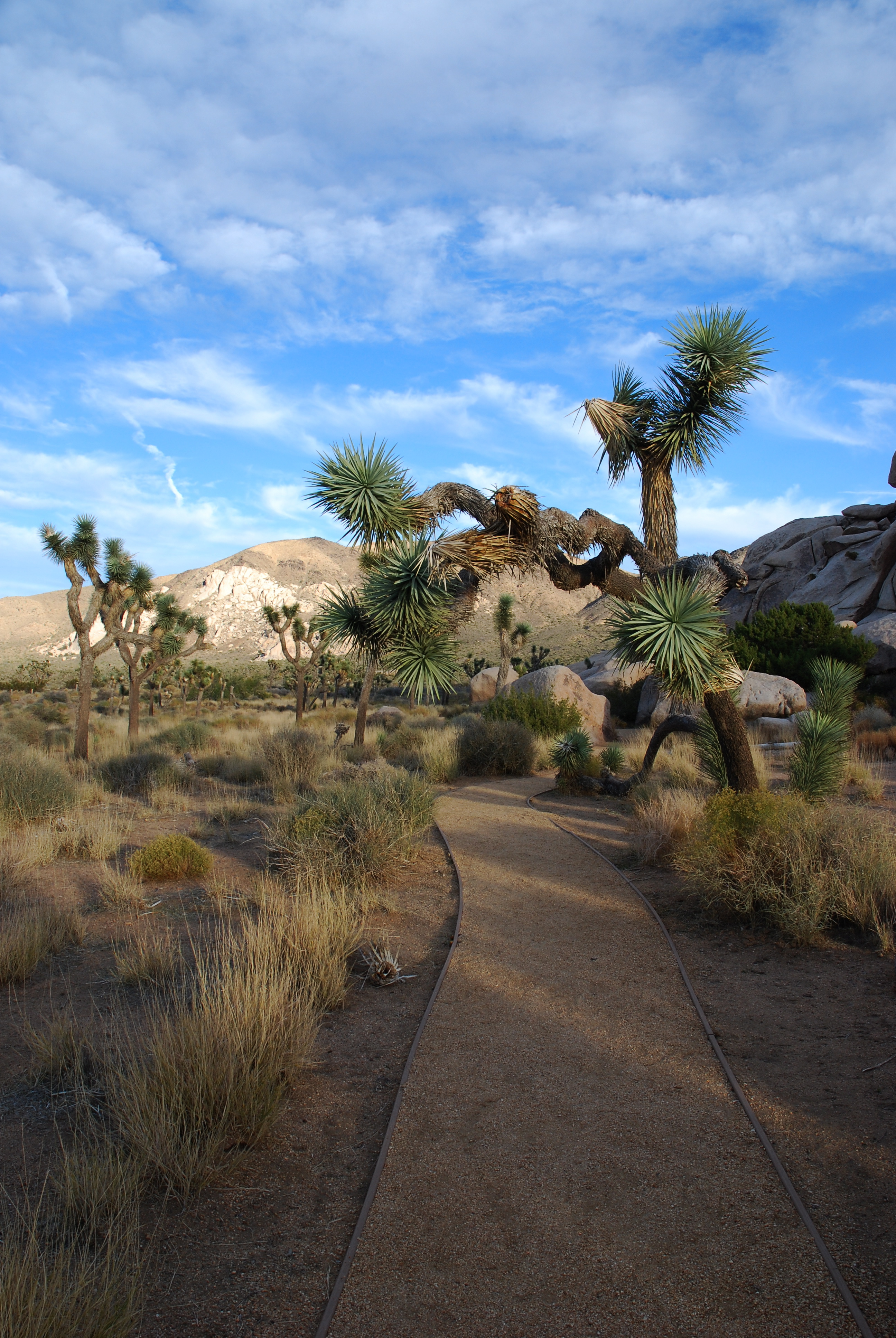 Joshua Tree National Park entrance road desert landscape