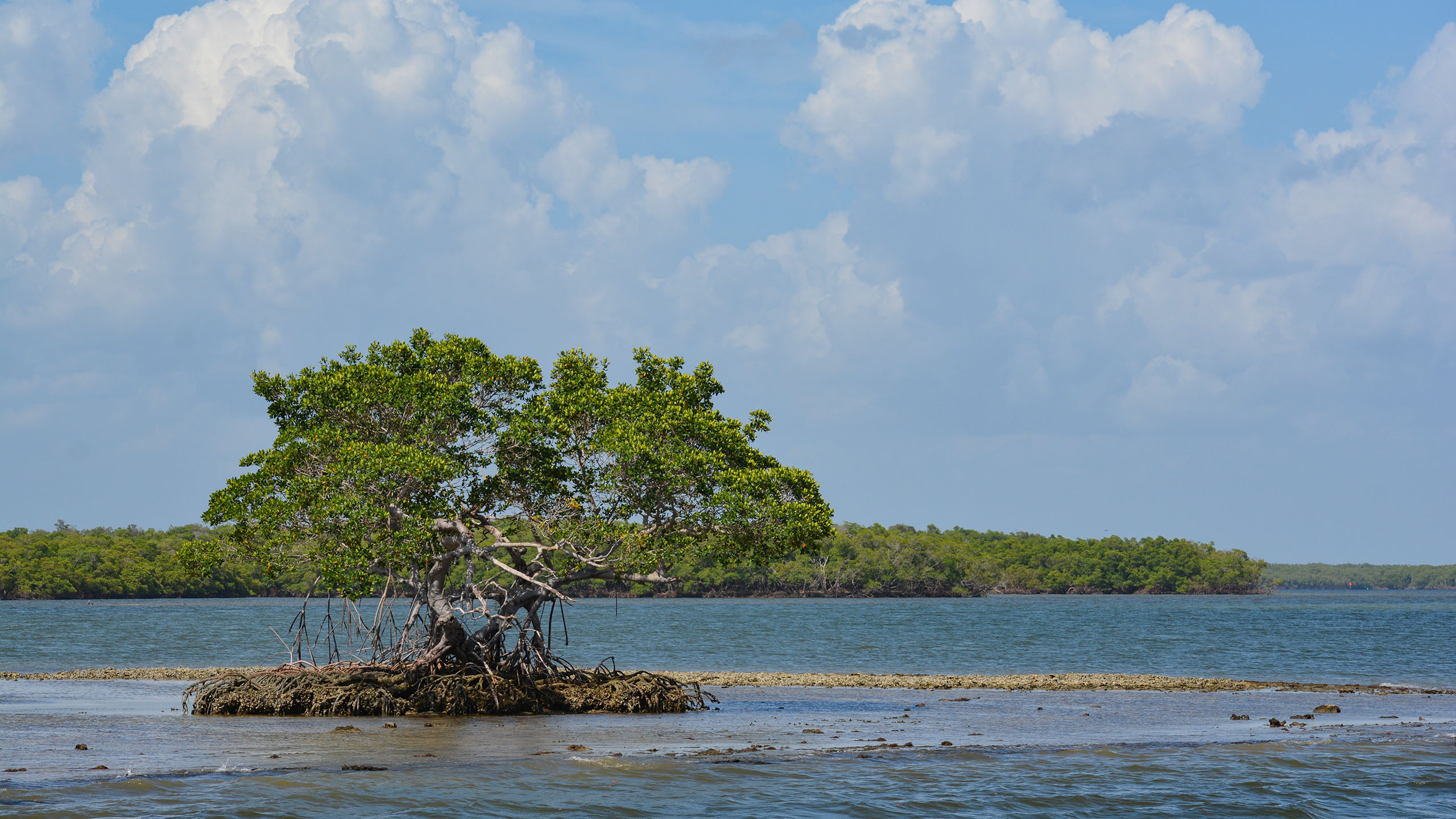 Ten Thousand Islands mangrove kayaks Florida