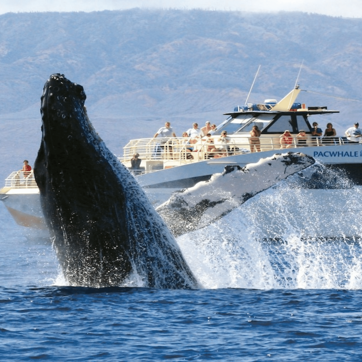 Maui whale watching humpback Pacific Ocean