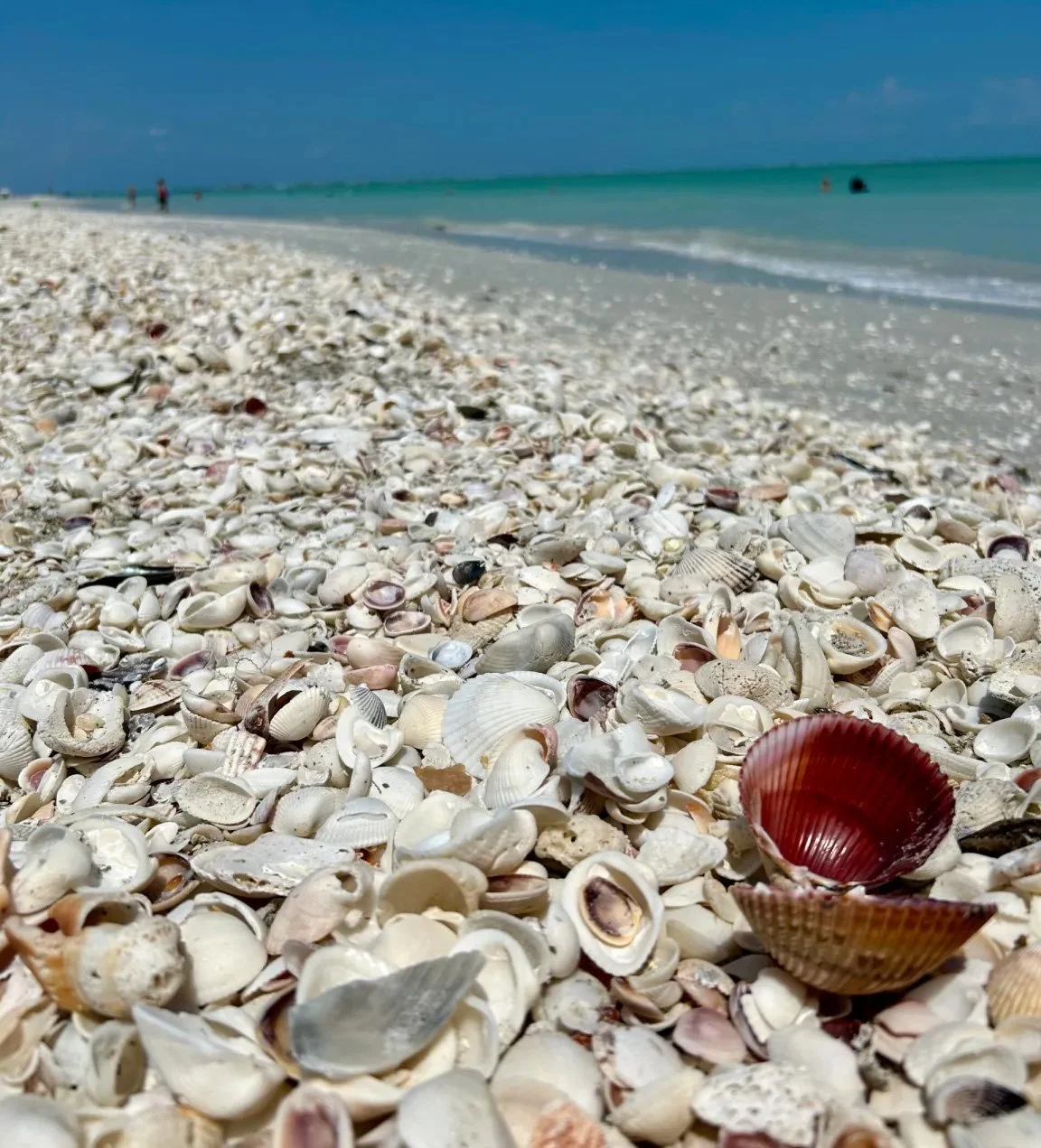 sanibel island florida beach shells