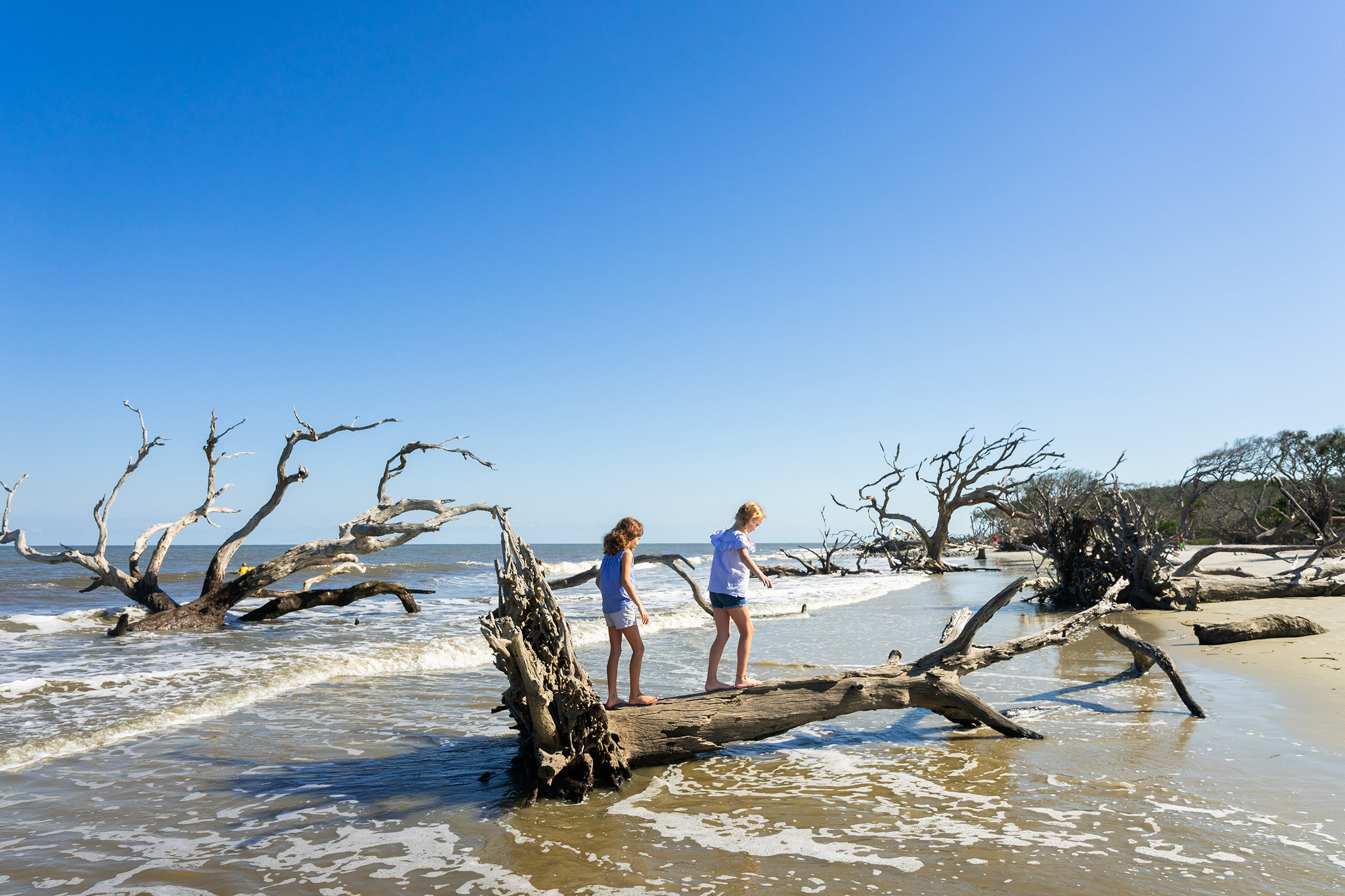 jekyll island georgia driftwood beach