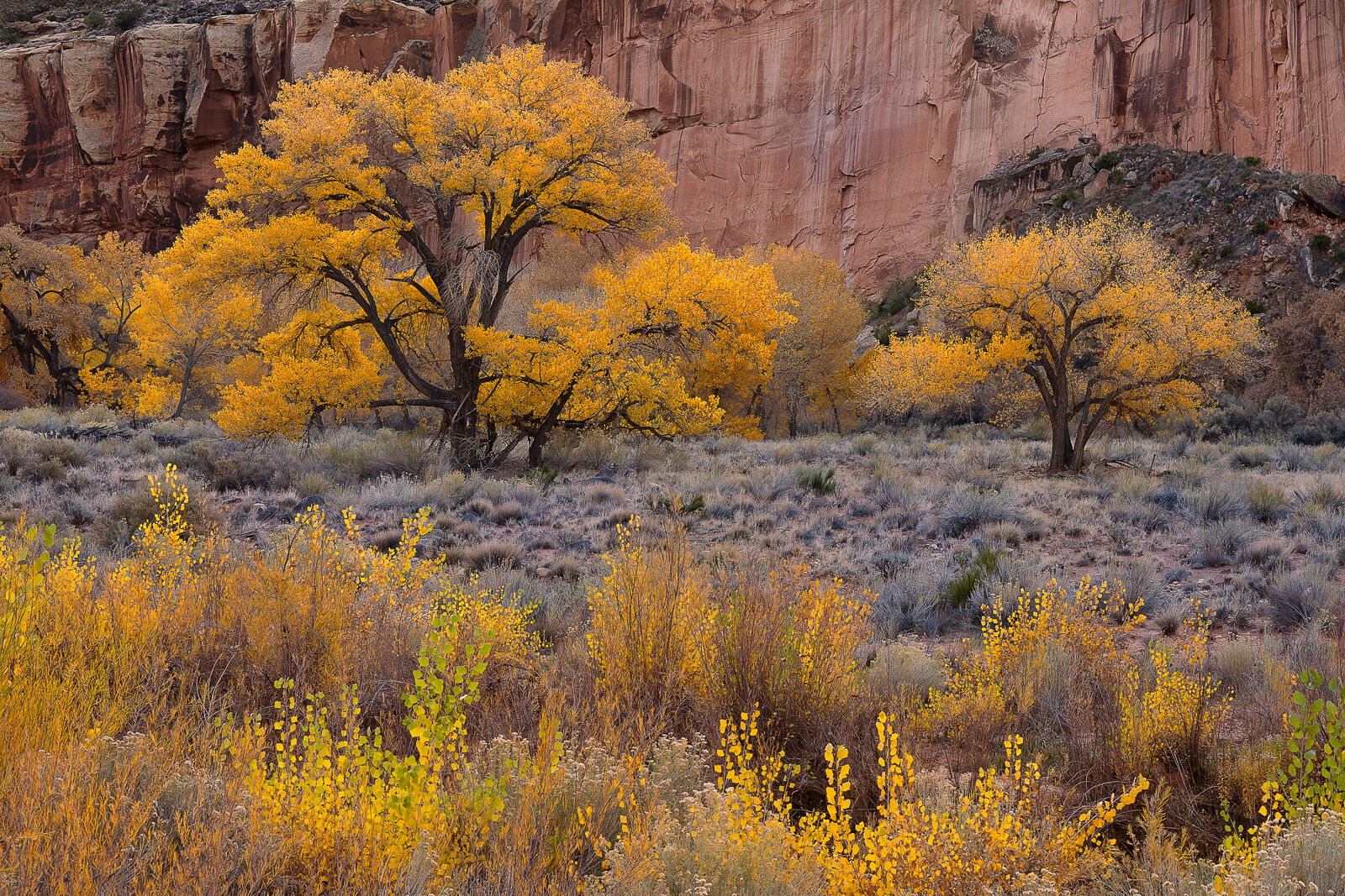 Capitol Reef red rock canyon golden cottonwoods