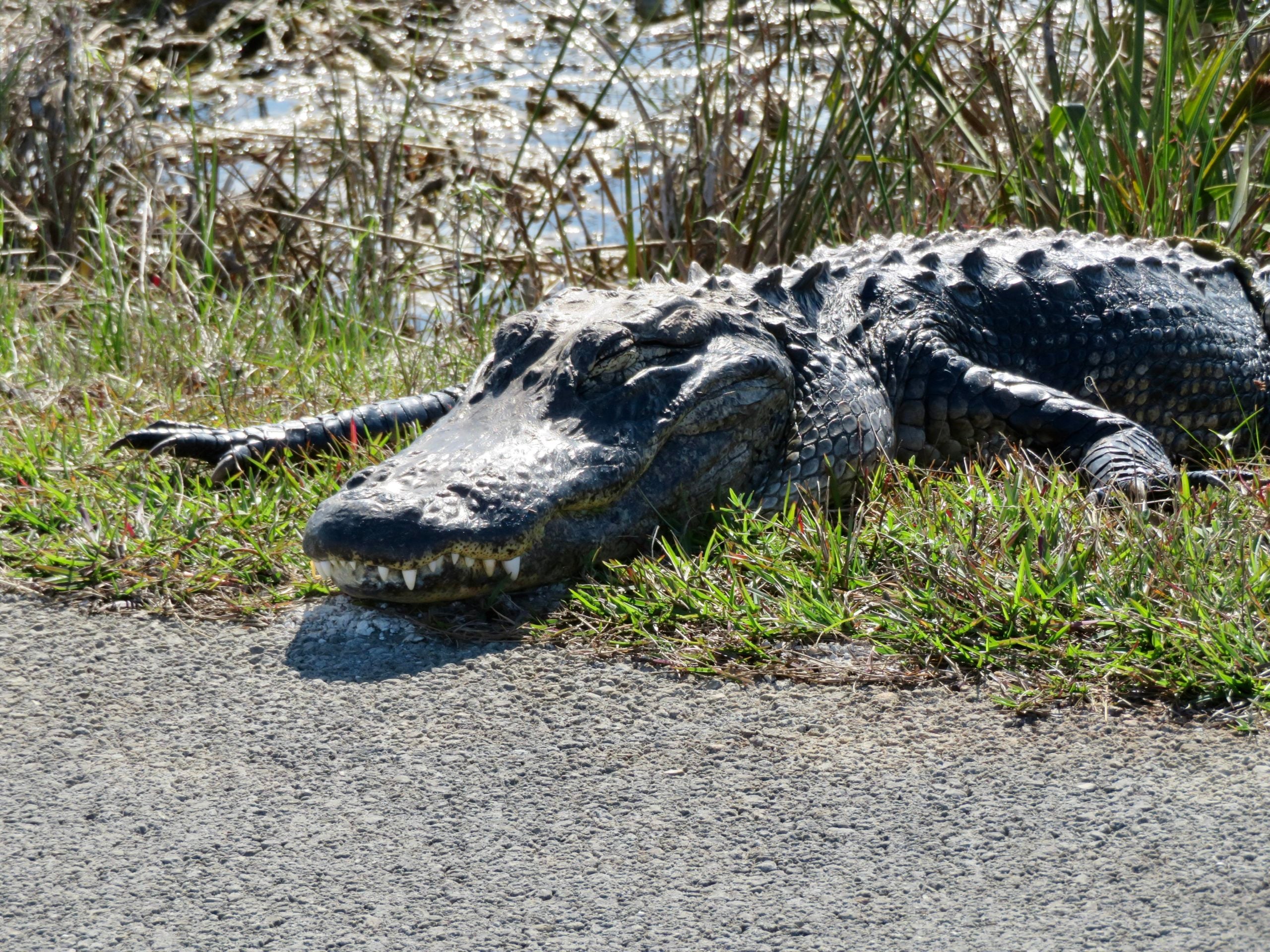 Everglades wetlands alligator November