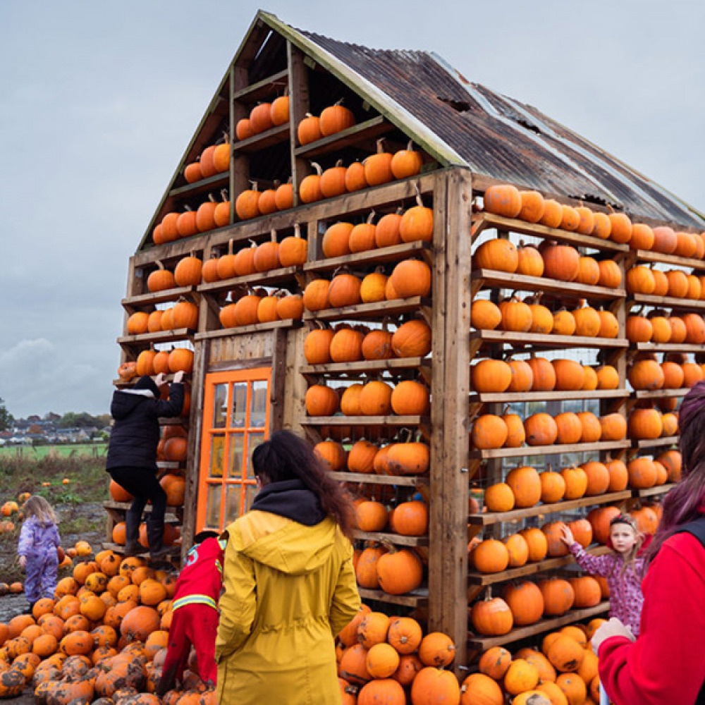 pumpkin patch farm New Orleans autumn