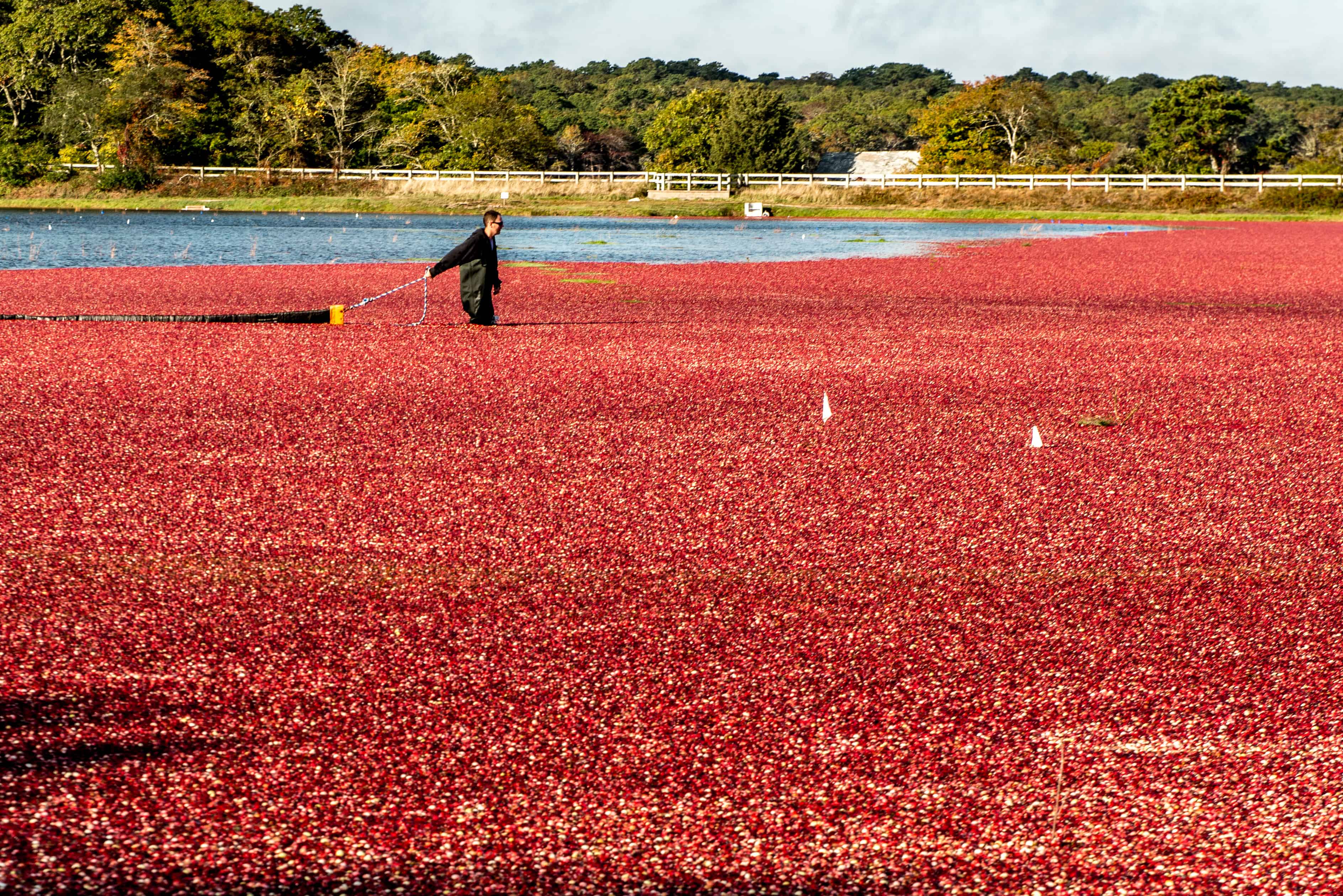 cranberry bog harvest Cape Cod