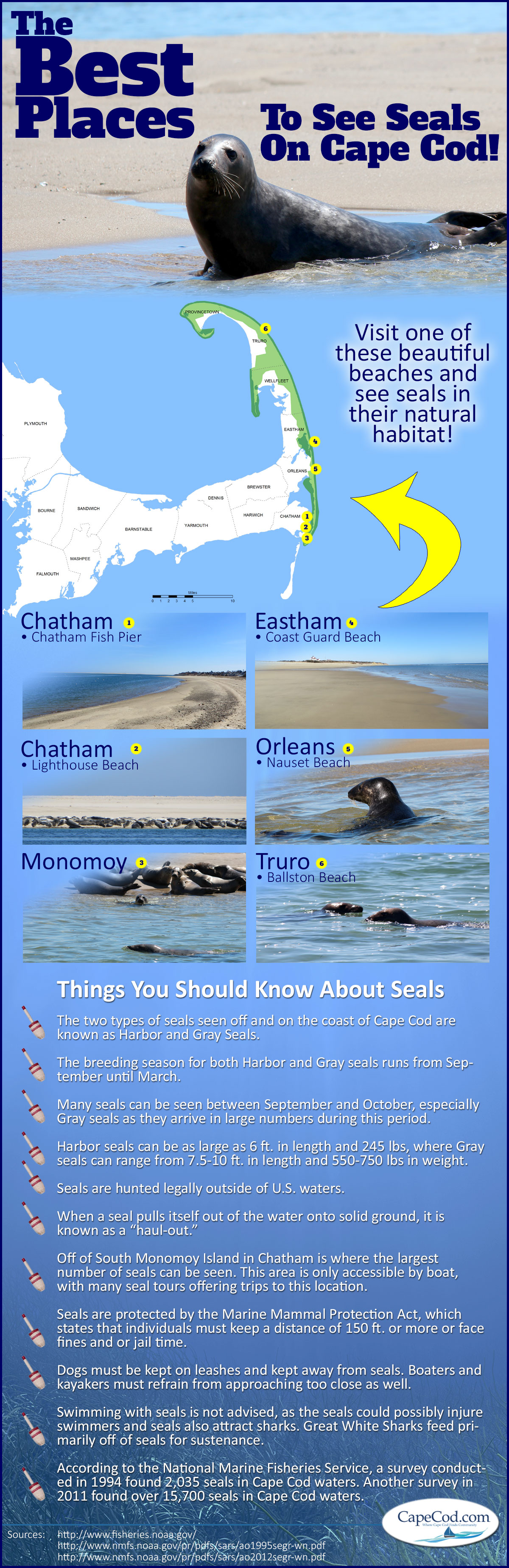seals on Cape Cod beach