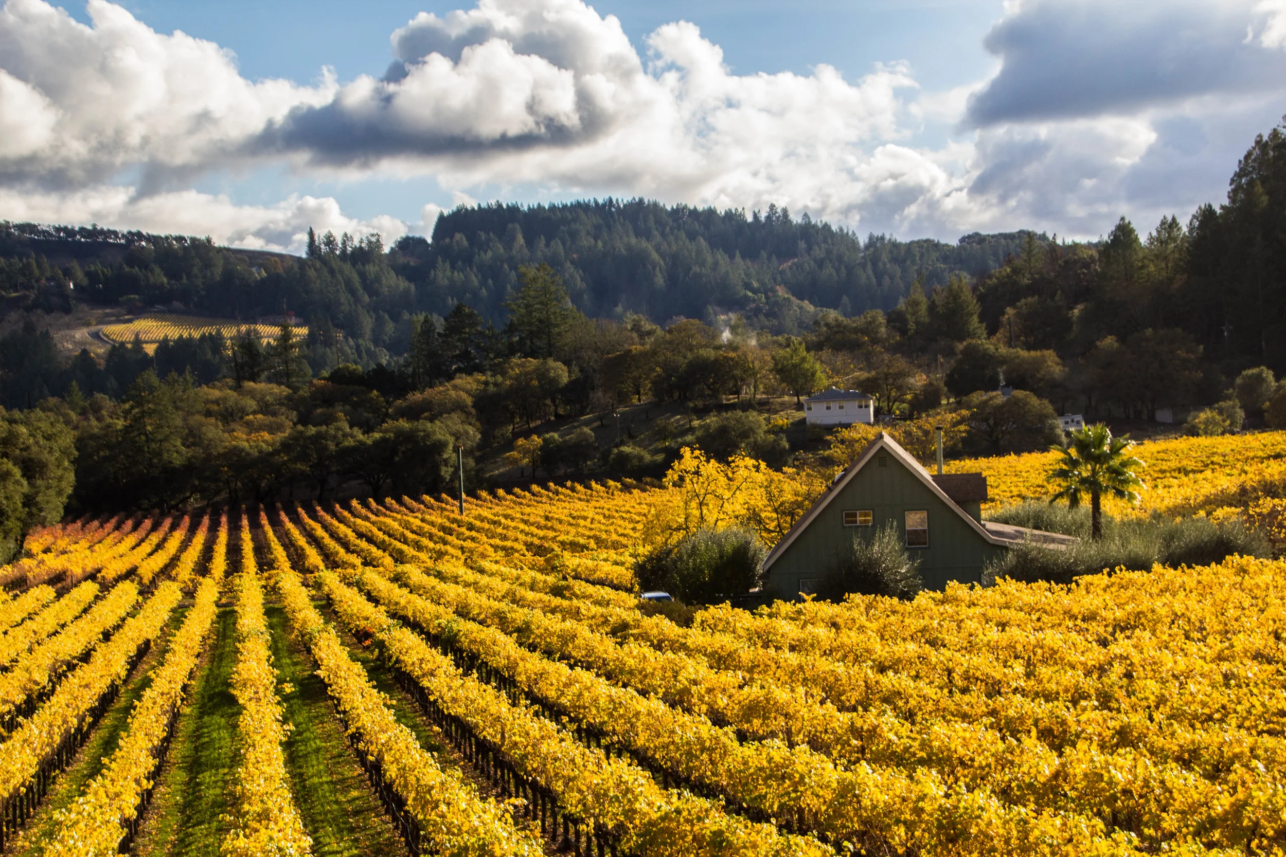 Napa Valley vineyards fall colors autumn