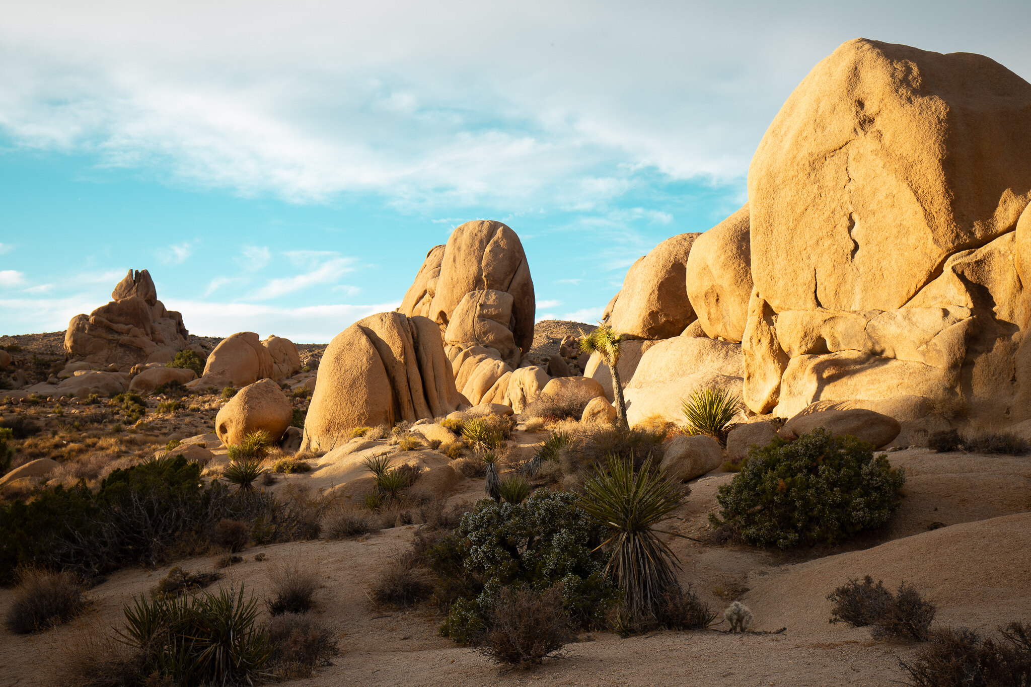 Joshua Tree National Park boulders desert