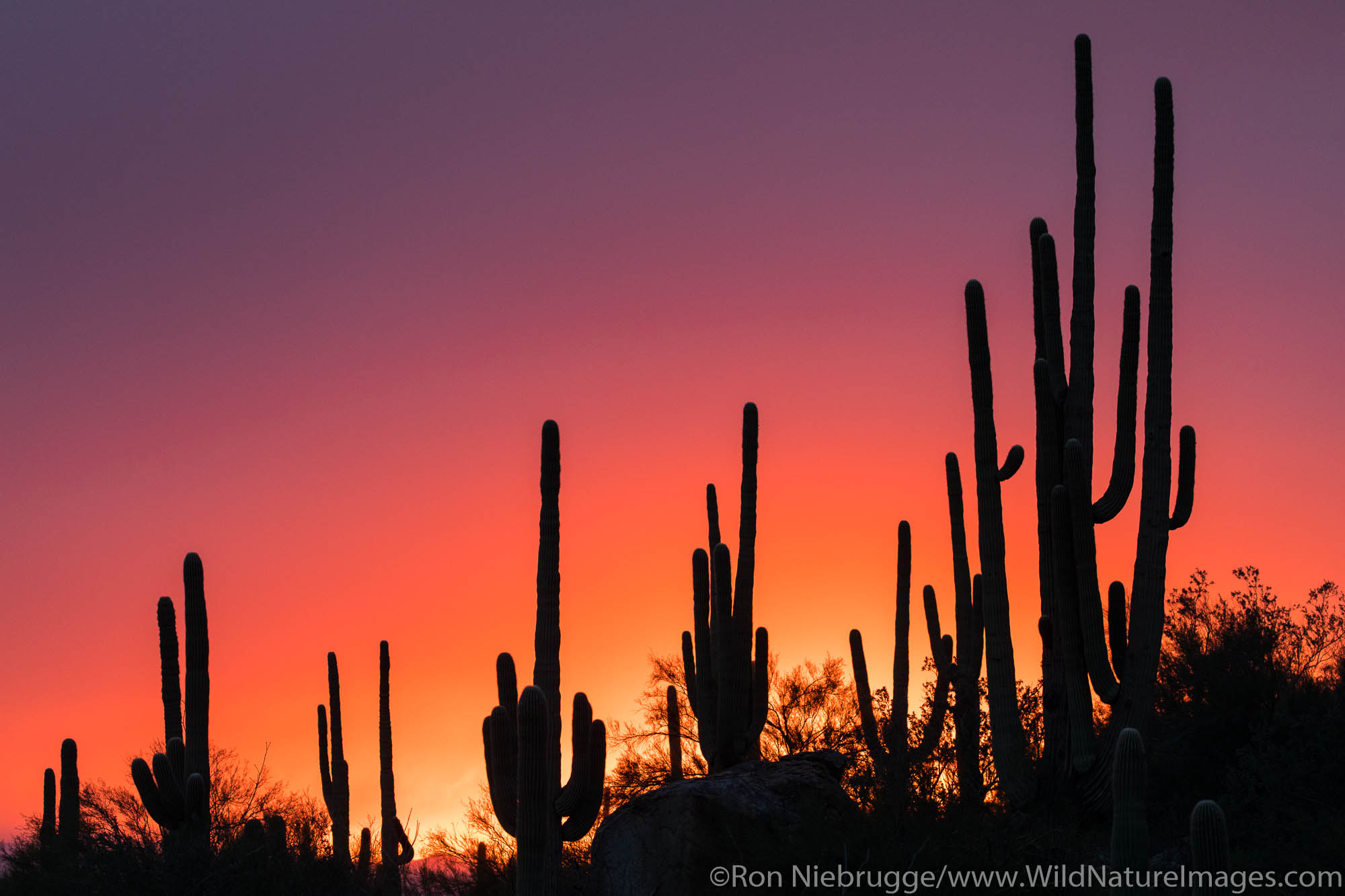 Saguaro cactus sunset Arizona