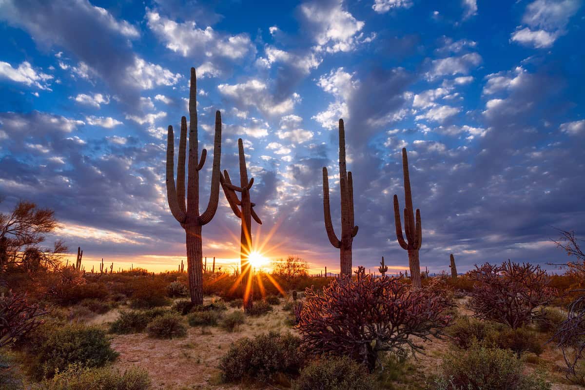 Saguaro cacti sunset Tucson Arizona desert