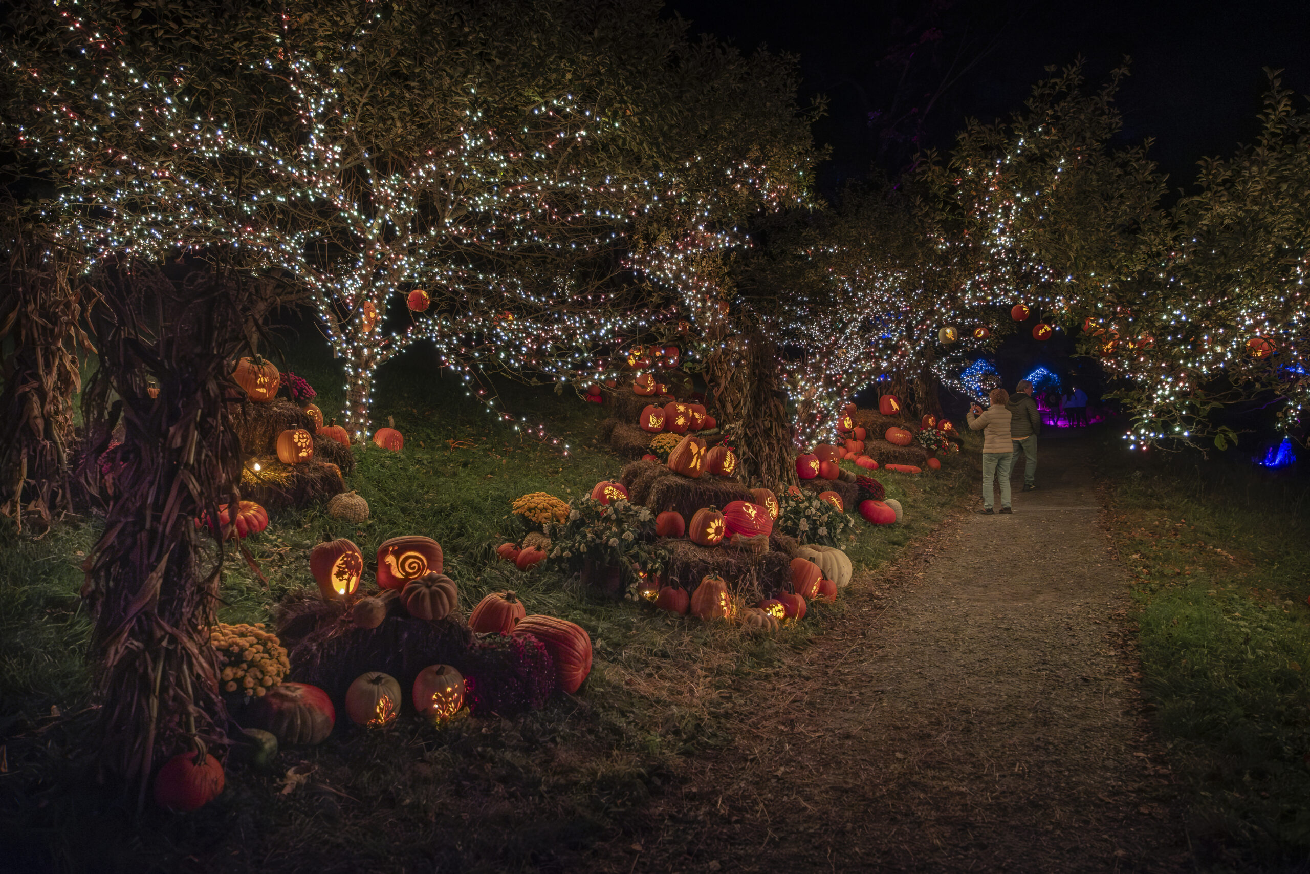 Naumkeag Pumpkin Show jack-o-lanterns