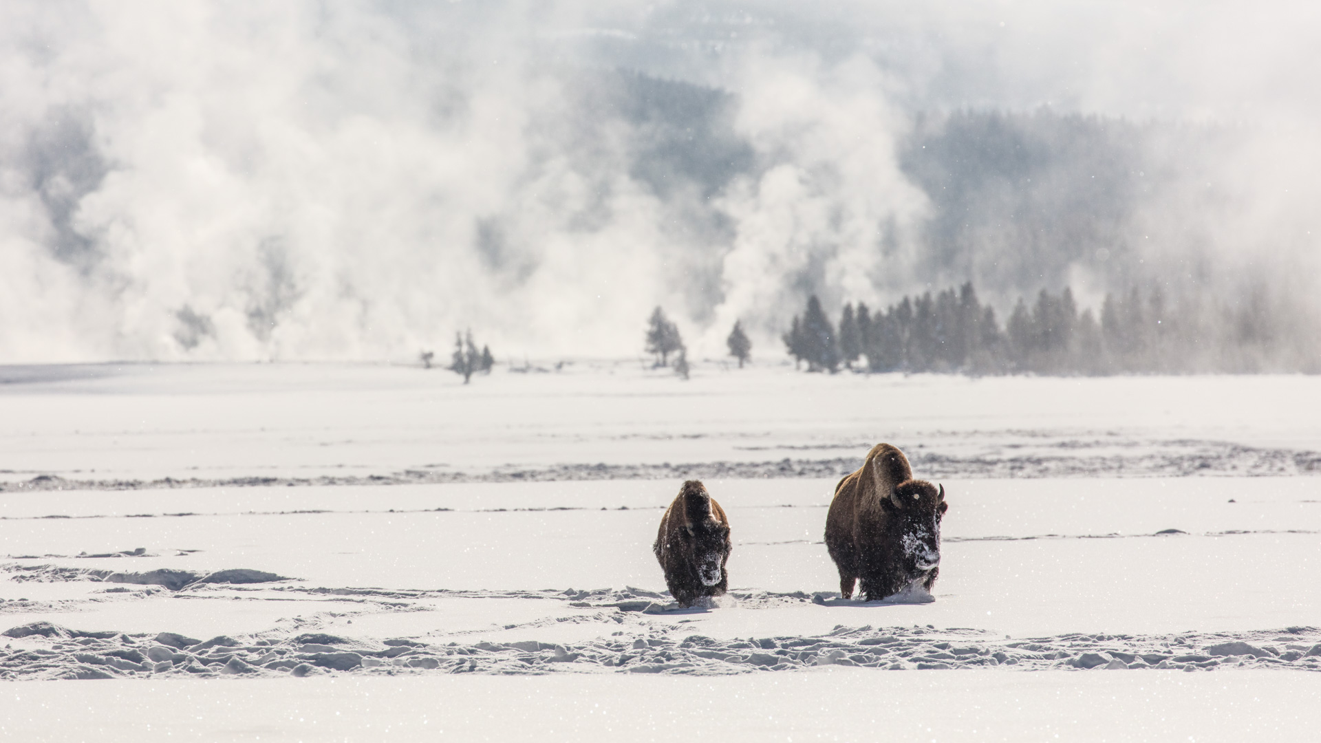 Yellowstone National Park winter bison steam