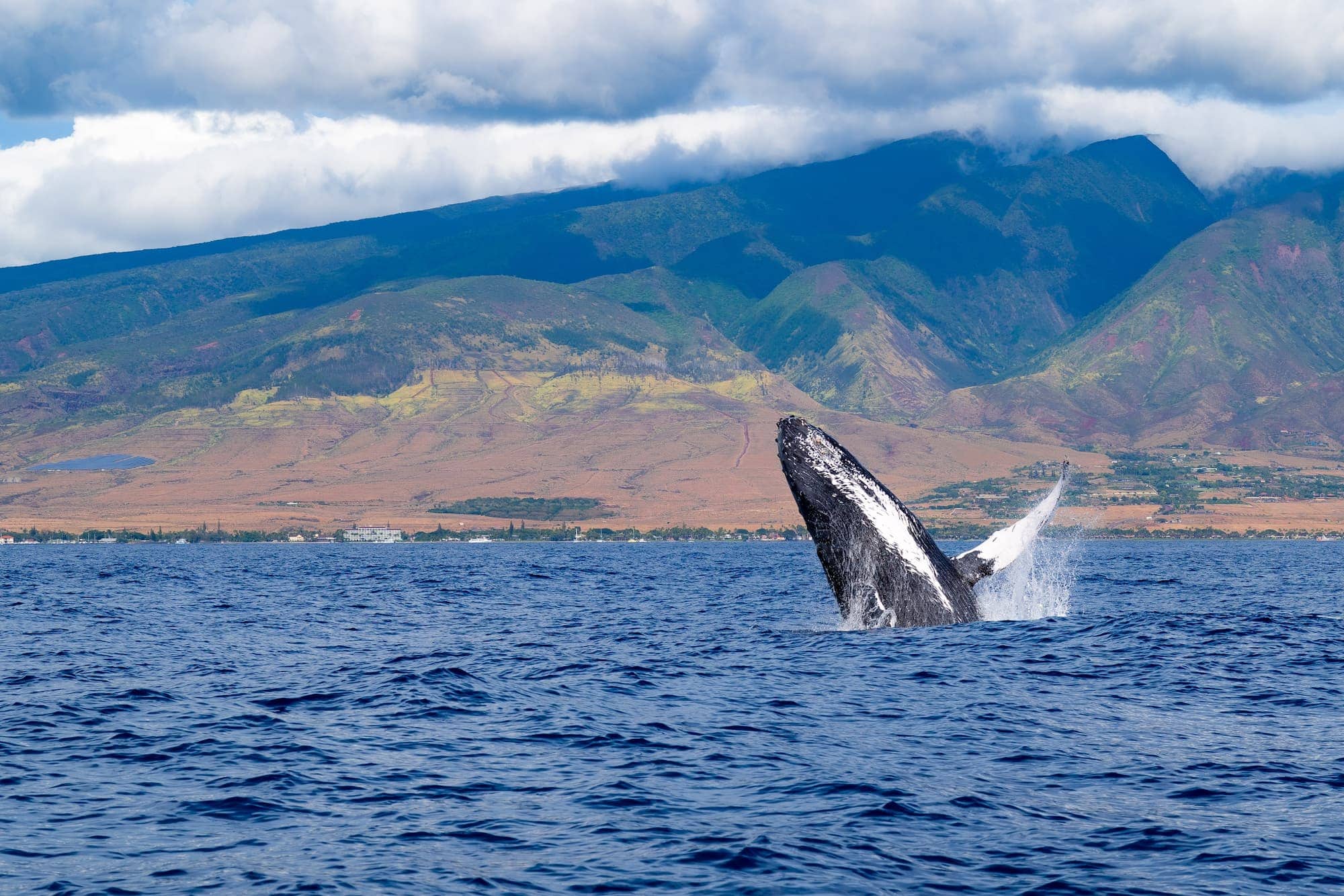 Maui Hawaii whale watching December