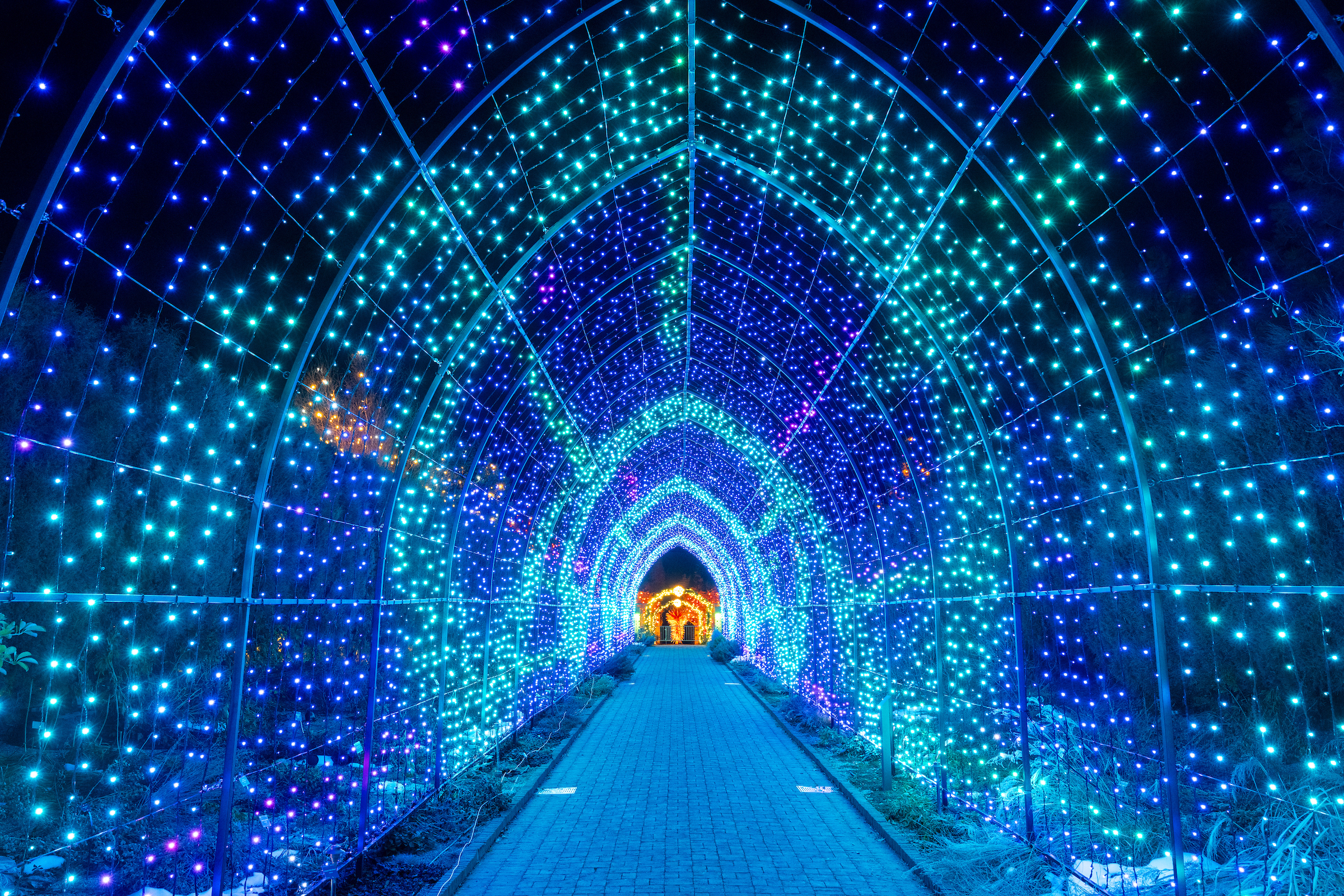 Denver Botanic Gardens winter lights tunnel