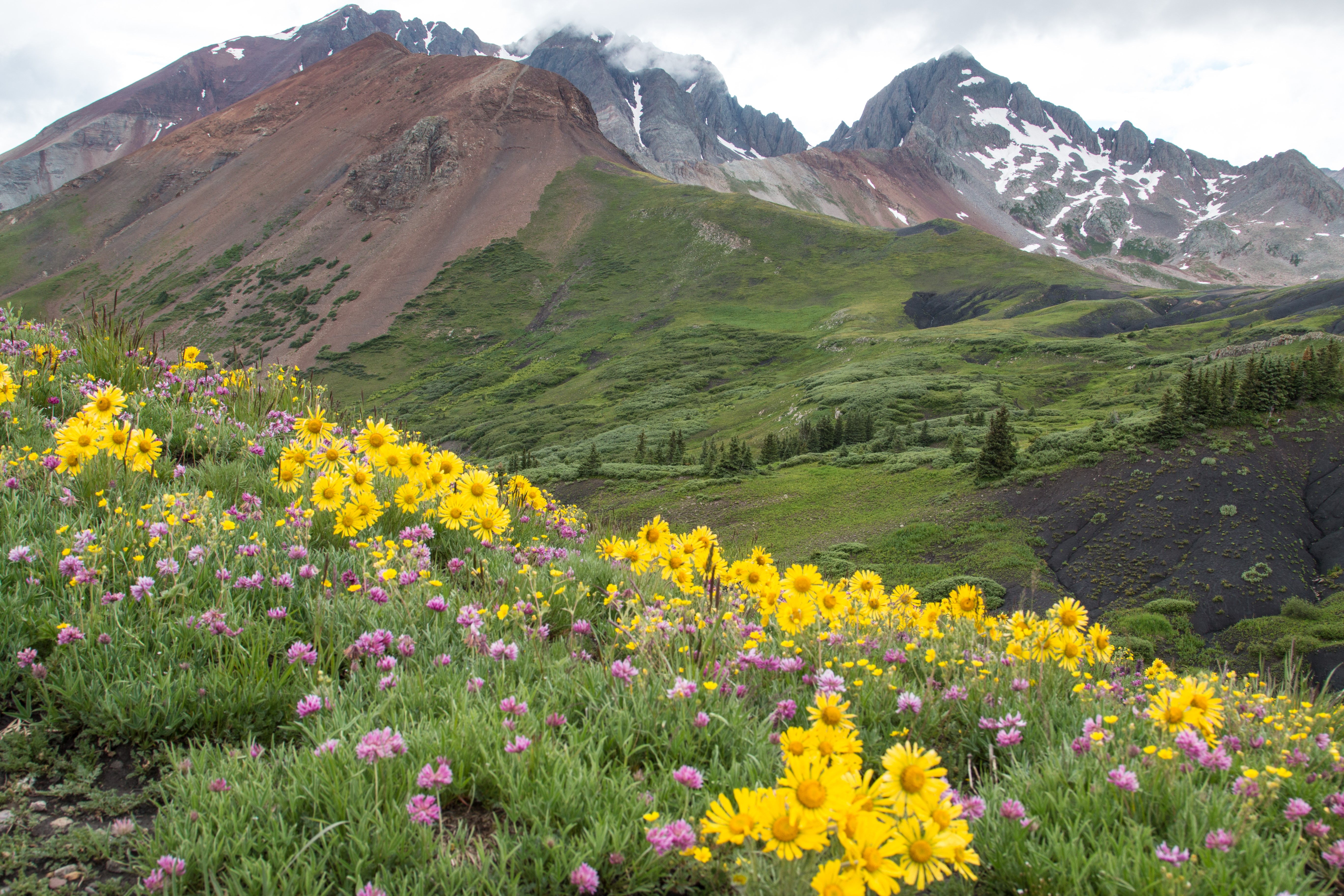 colorado wildflower hiking mountains