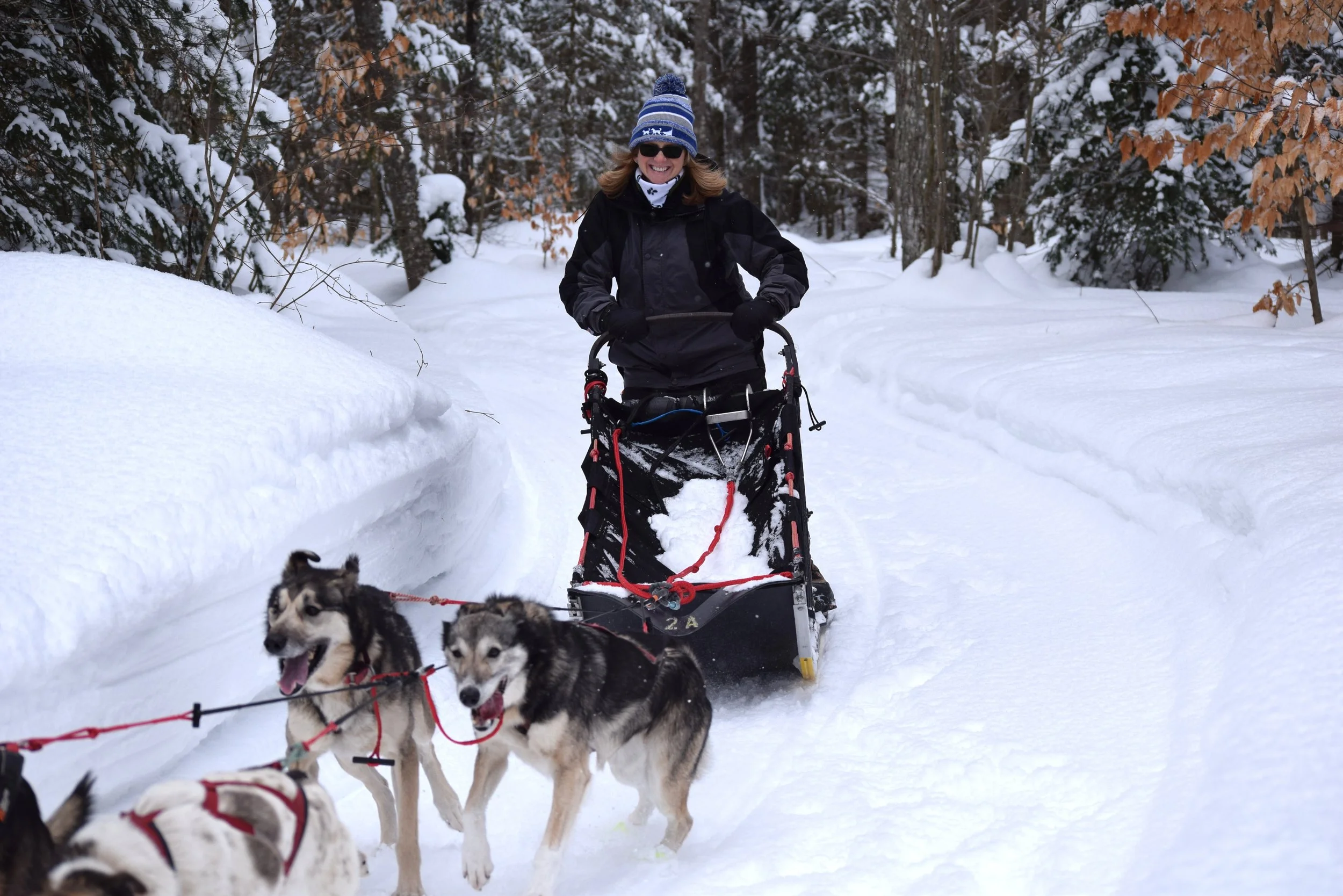 dog sledding snowy trail