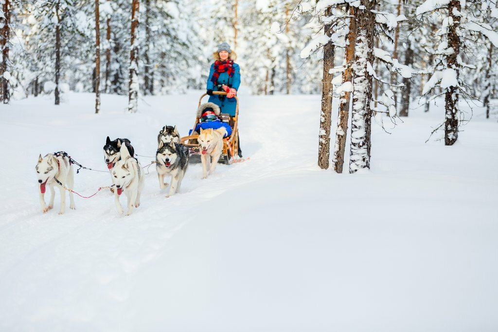 dog sledding northern lights arctic snow