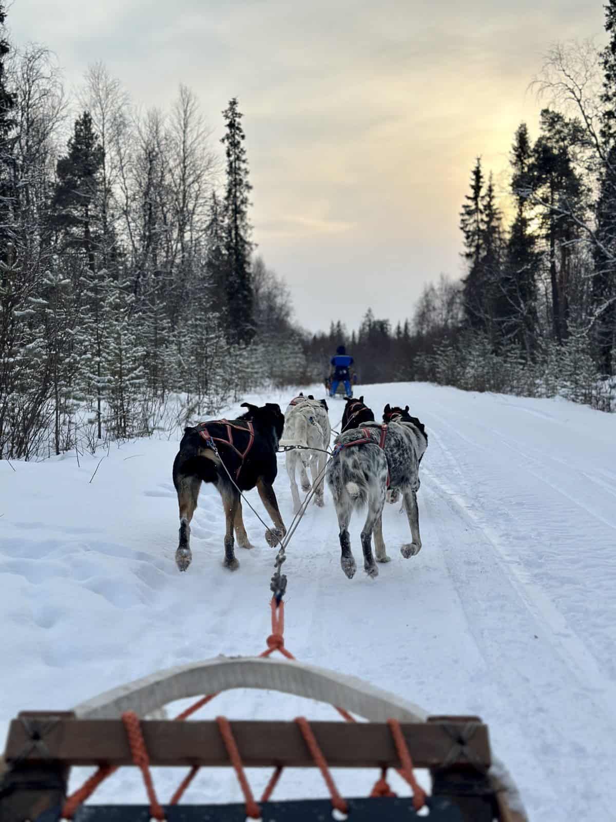 husky sleigh ride Finnish Lapland winter