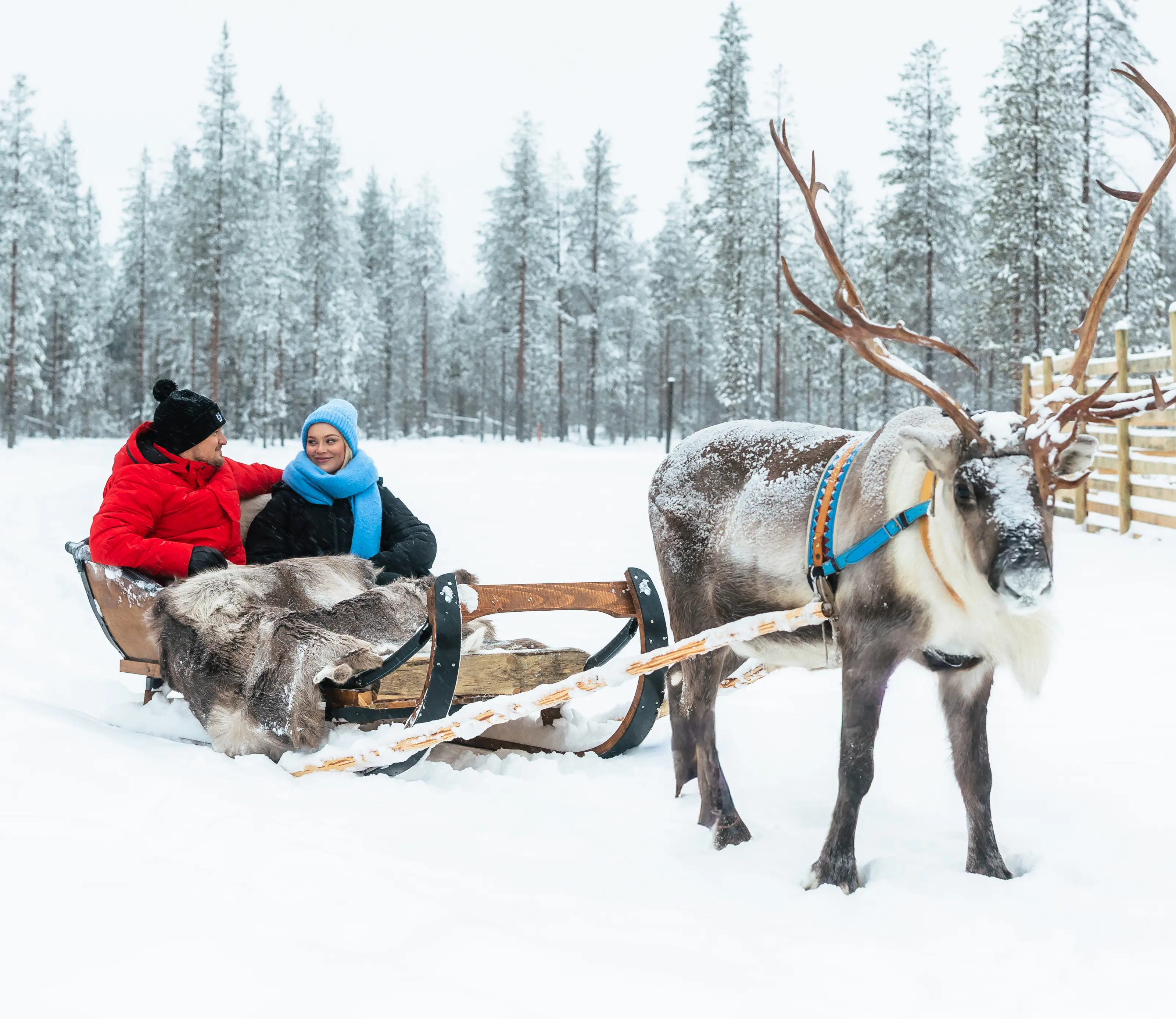 Sami reindeer sleigh ride Norway winter