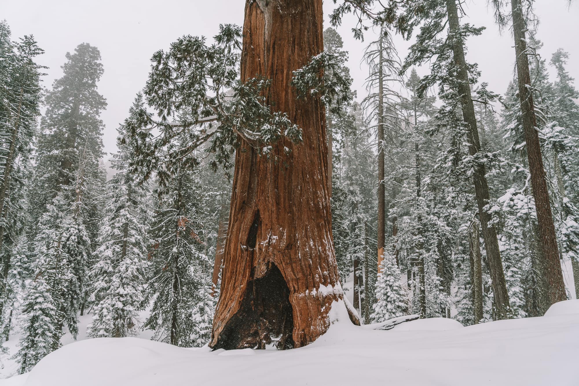 Sequoia trees snow winter