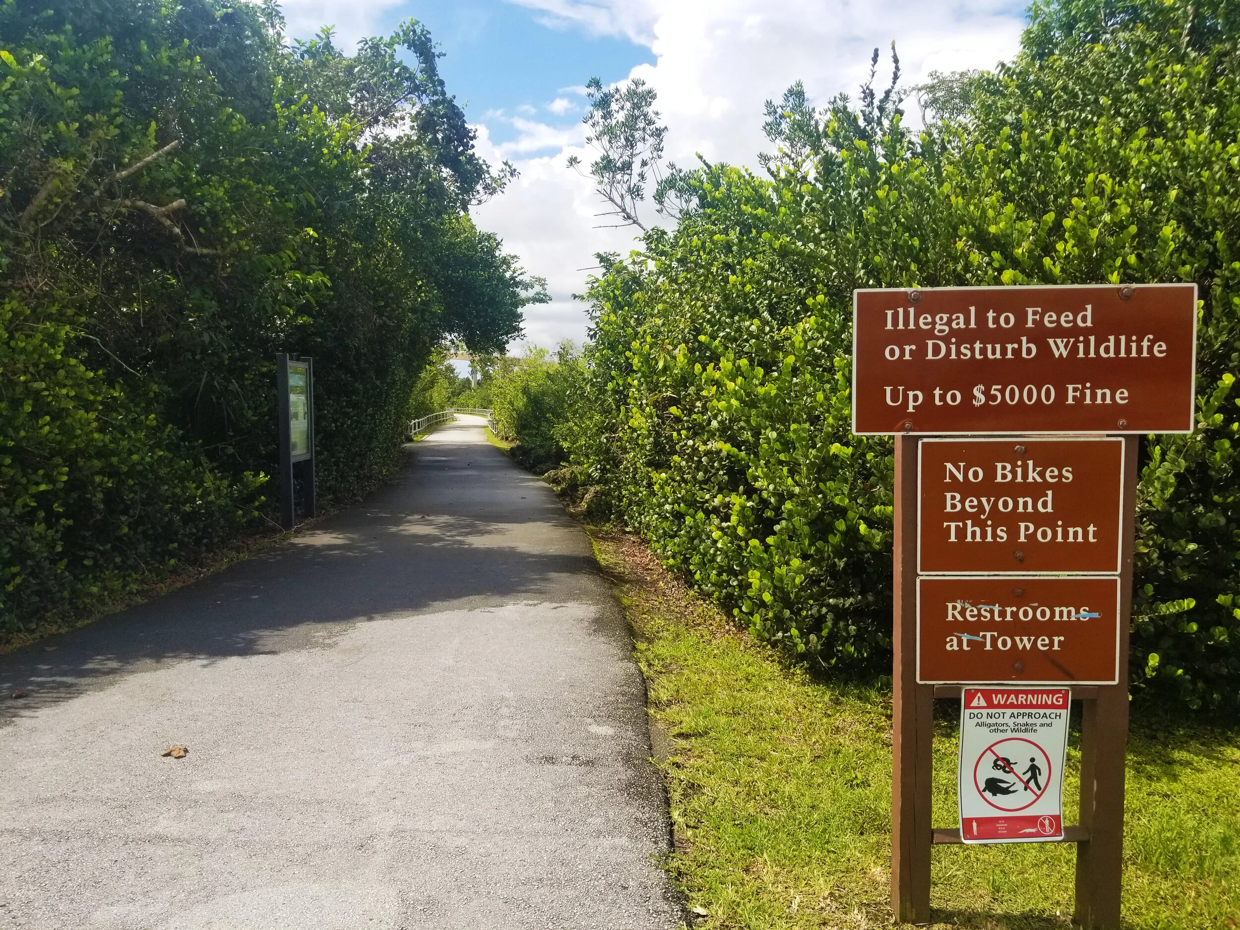 Everglades alligator winter trail