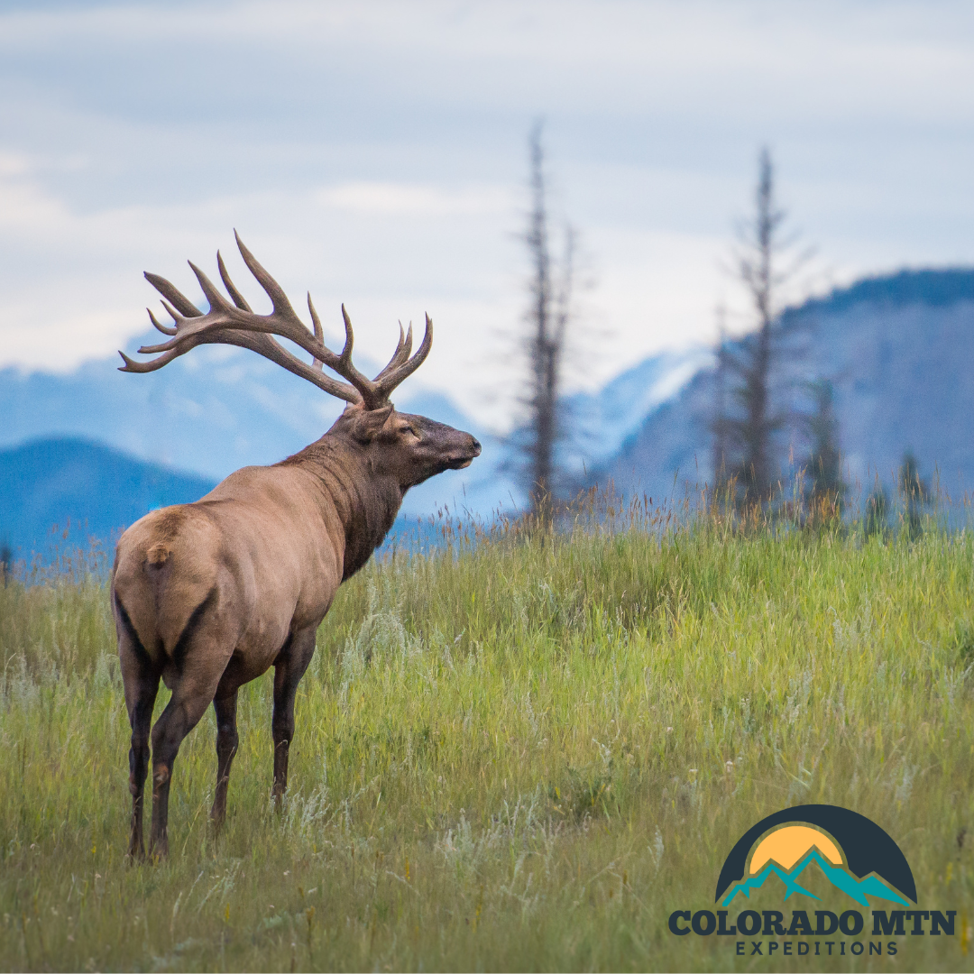 elk herd Rocky Mountain winter meadow