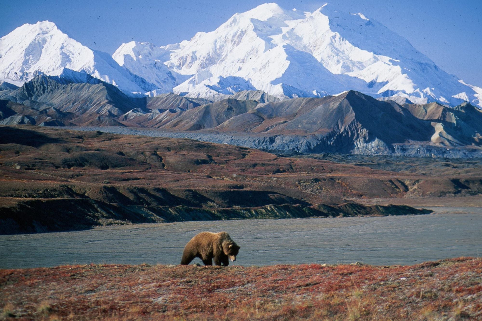 Denali National Park winter deep snow subarctic landscape