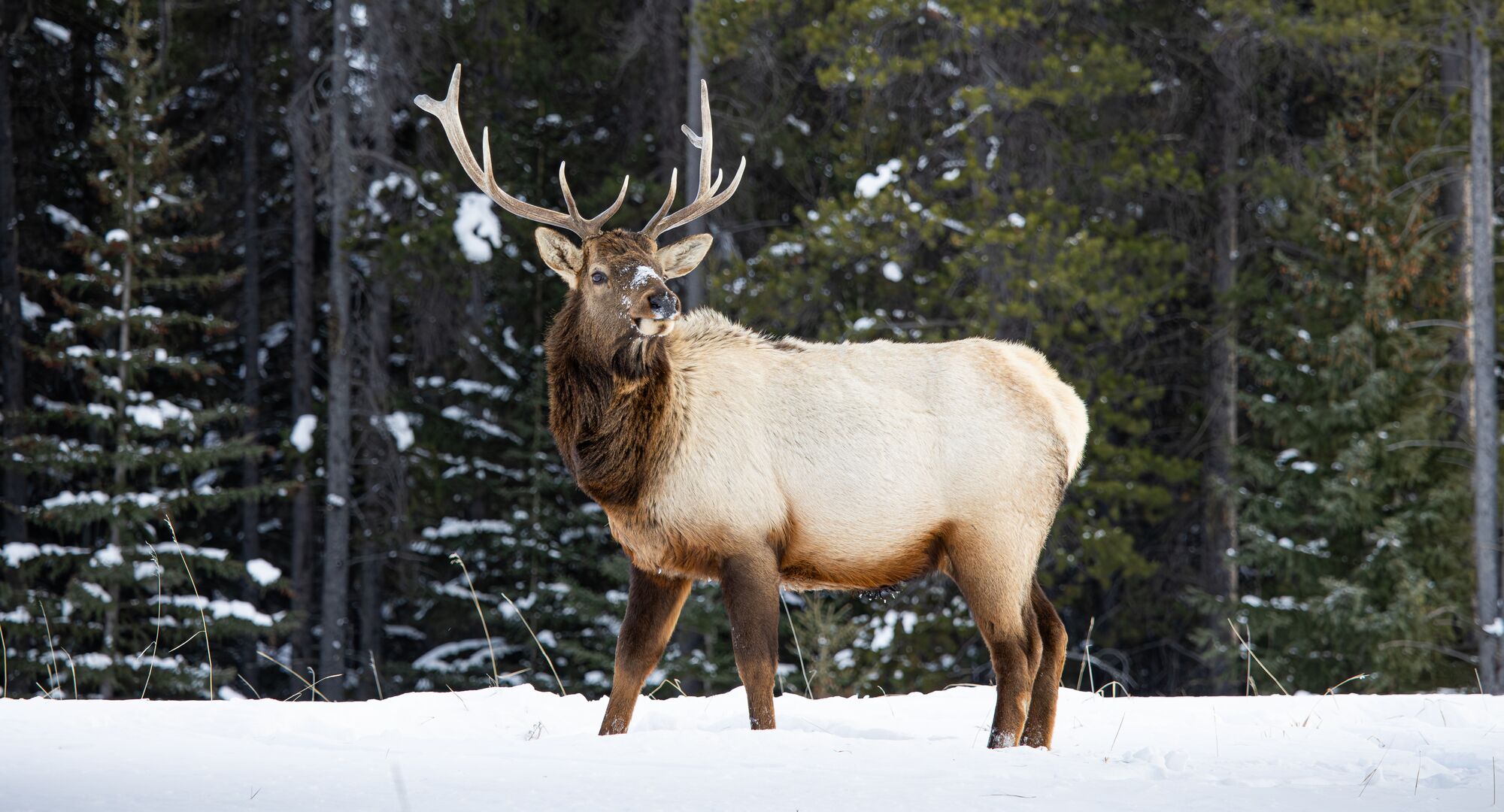 Banff winter wildlife elk