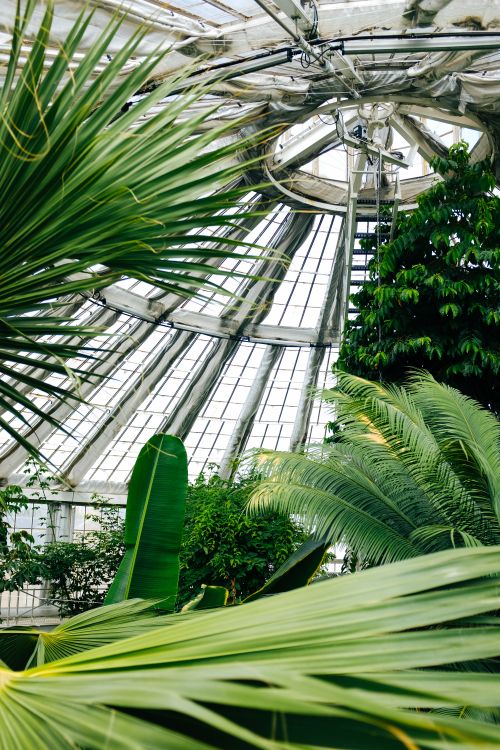 Copenhagen Botanical Garden Palm House glass greenhouse