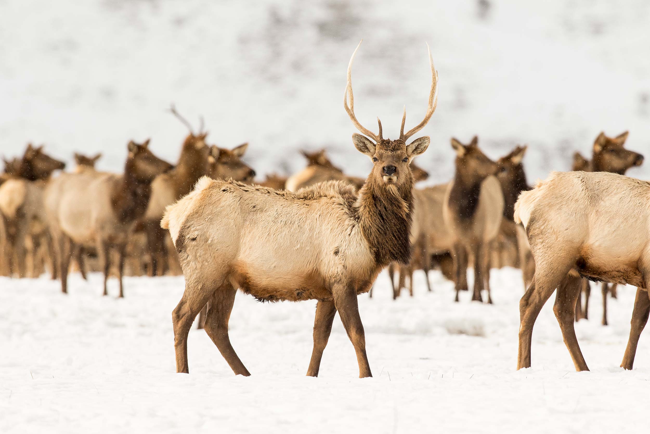 Jackson Hole Wyoming winter Teton elk