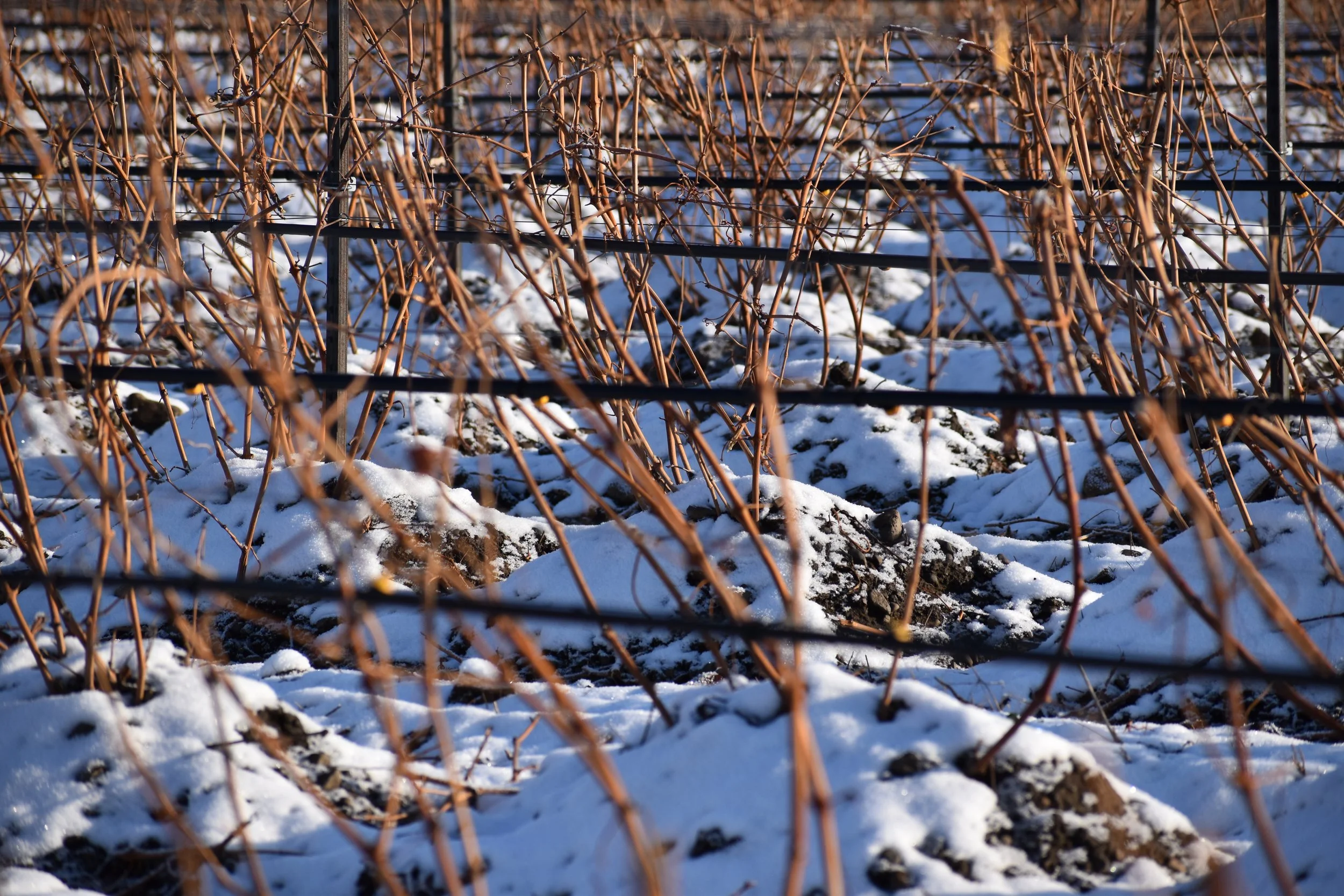 walla walla vineyard winter snow