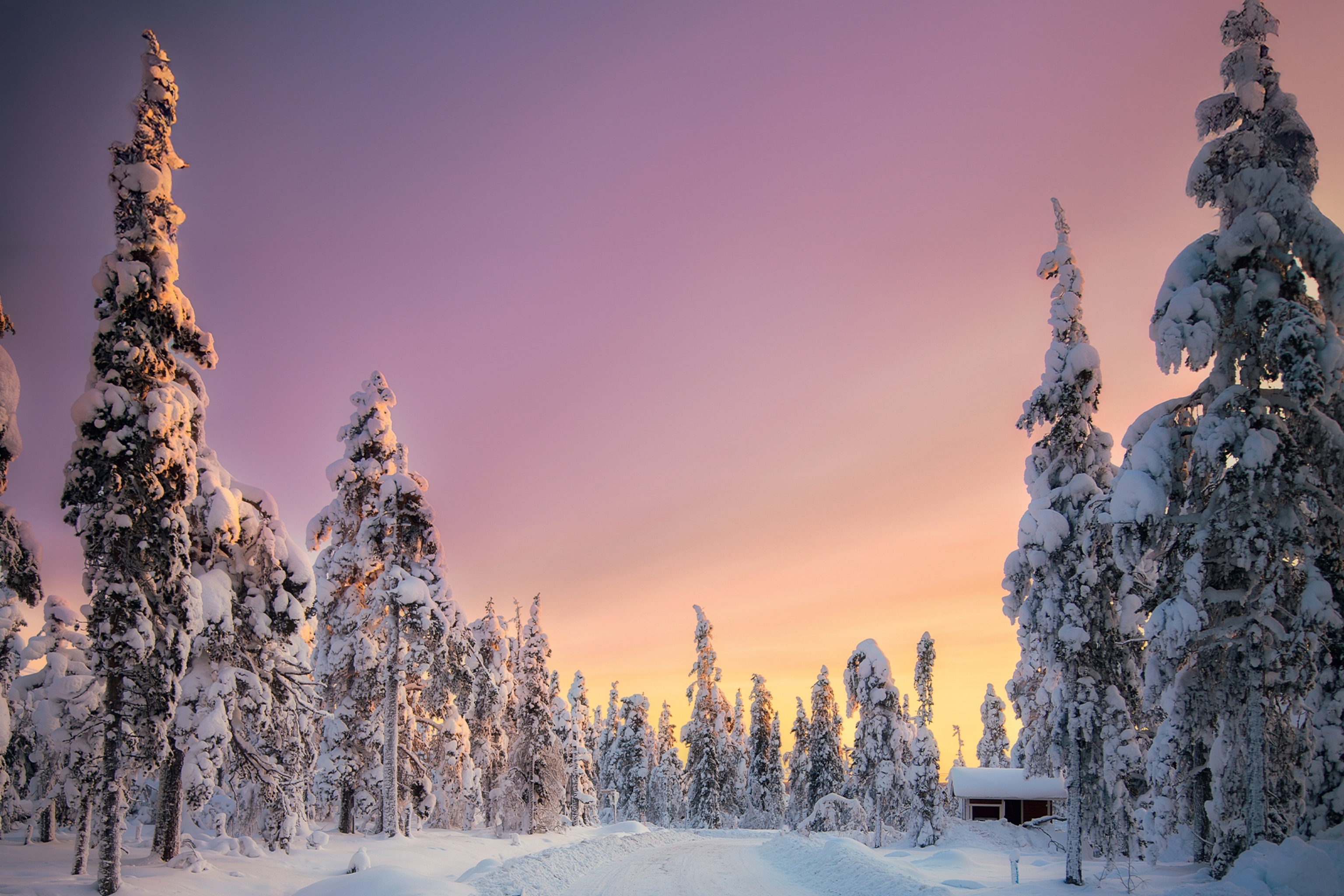 lapland finland snowy winter forest