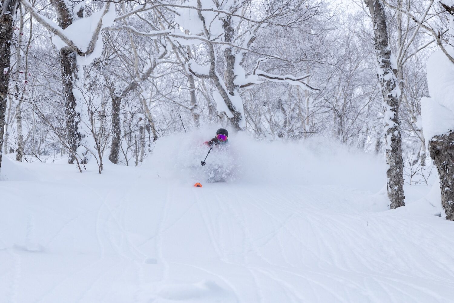 hokkaido japan powder snow forest