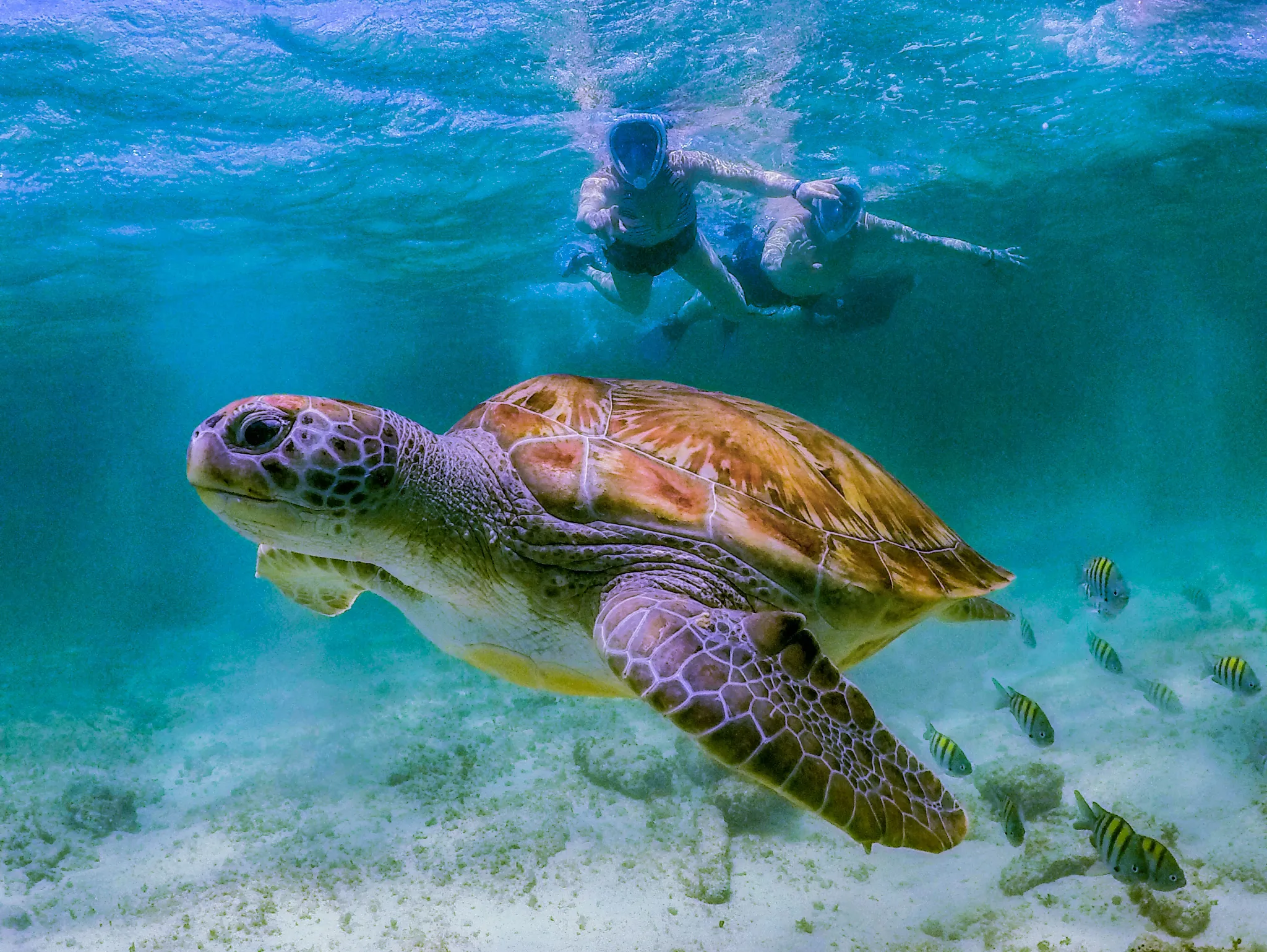 Akumal Bay sea turtle underwater Caribbean