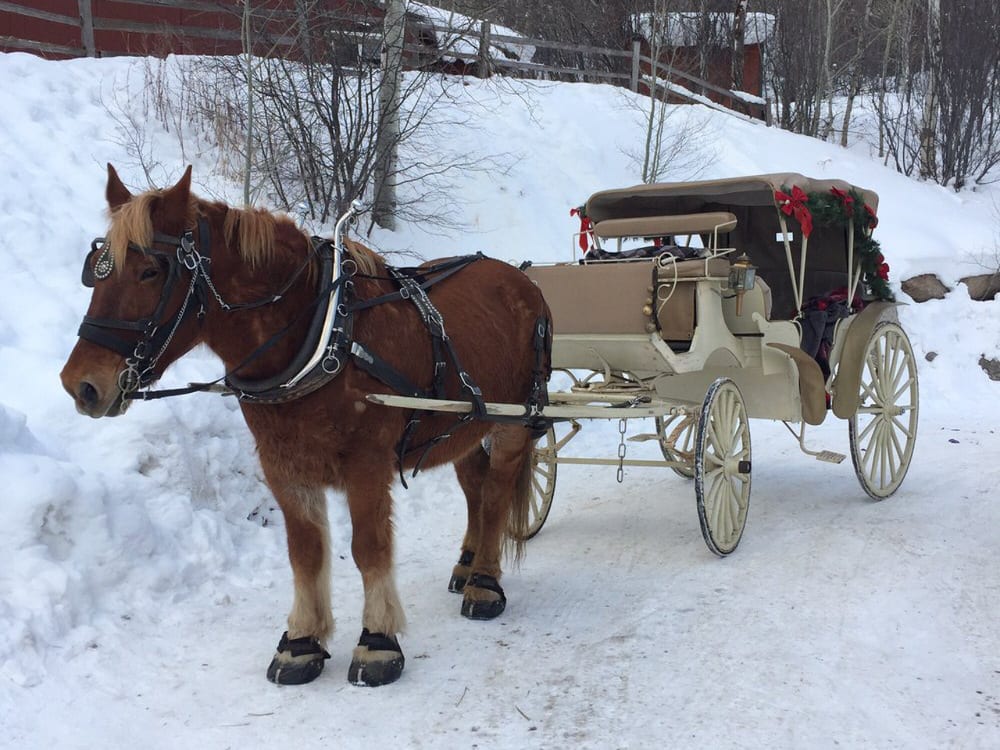 Aspen horse drawn sleigh winter