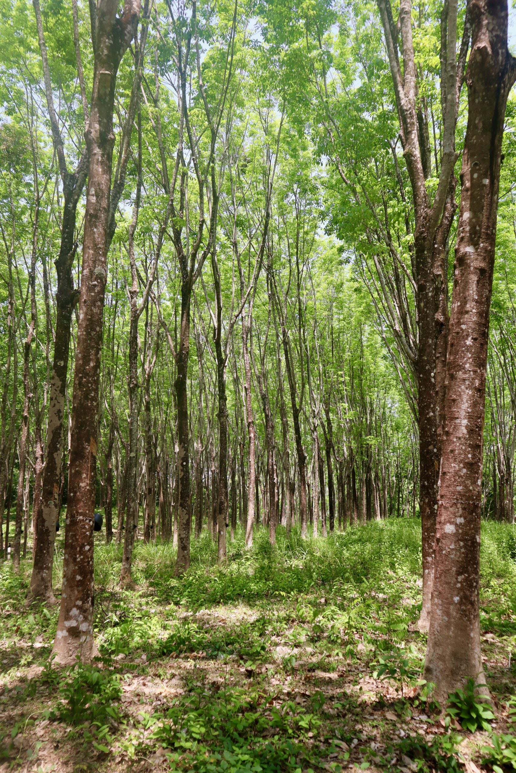 koh yao noi rice paddies rubber plantation island