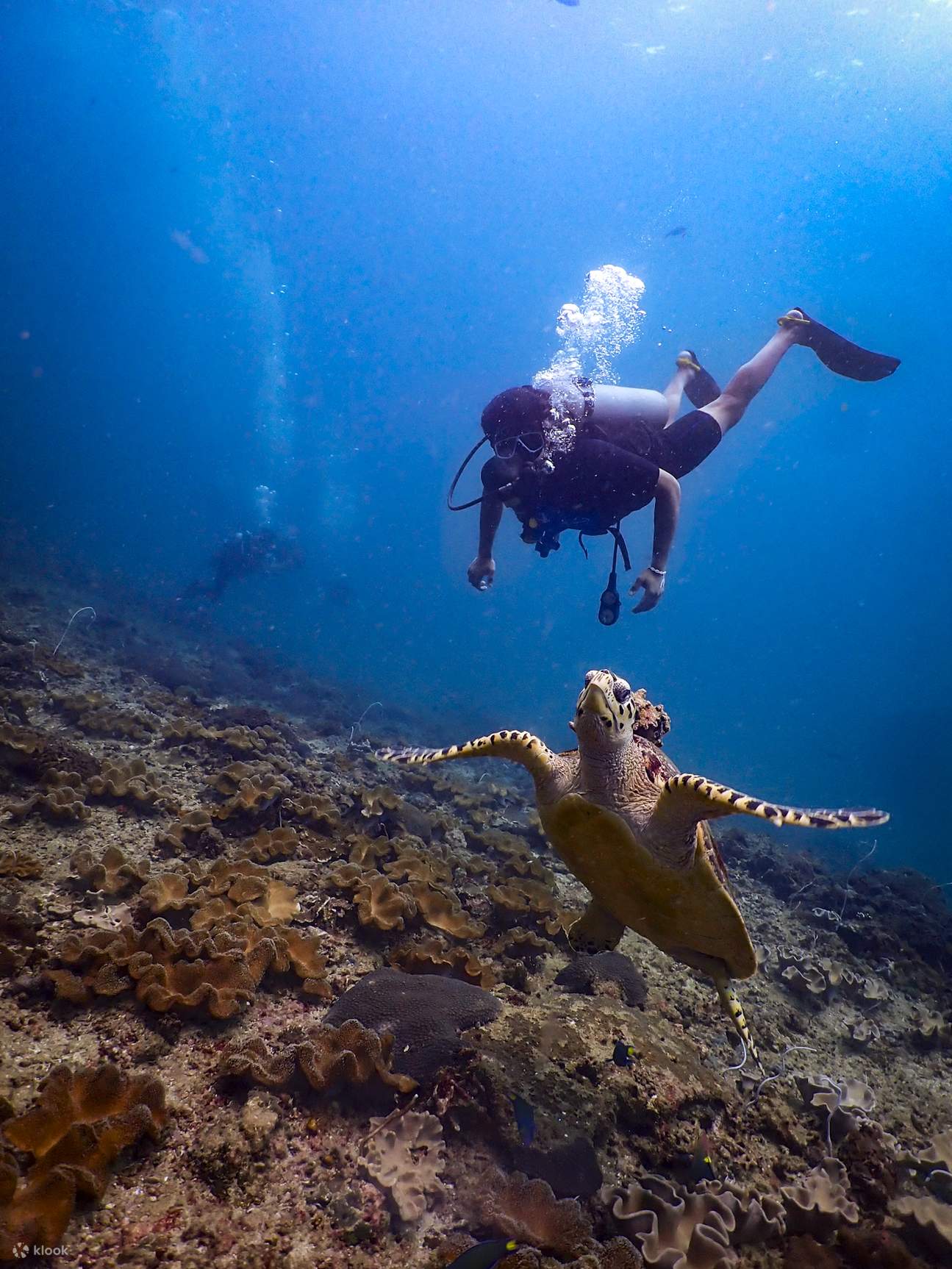 Ao Siam Racha Yai sea turtle snorkeling
