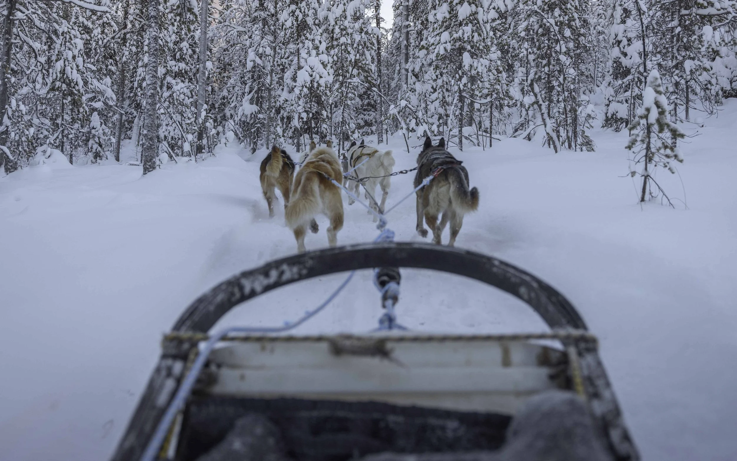husky sledding lapland finland