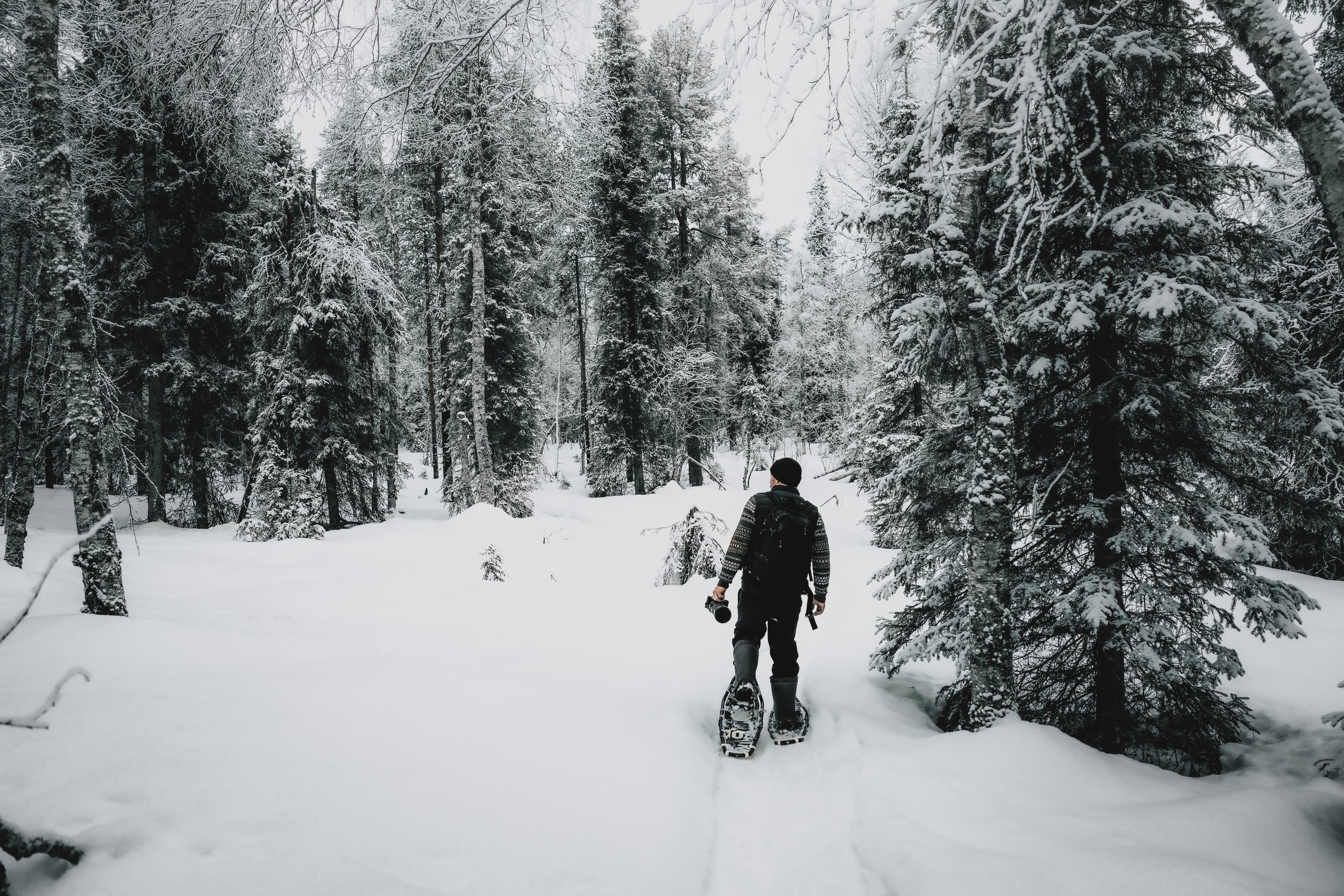 snowshoeing lapland forest