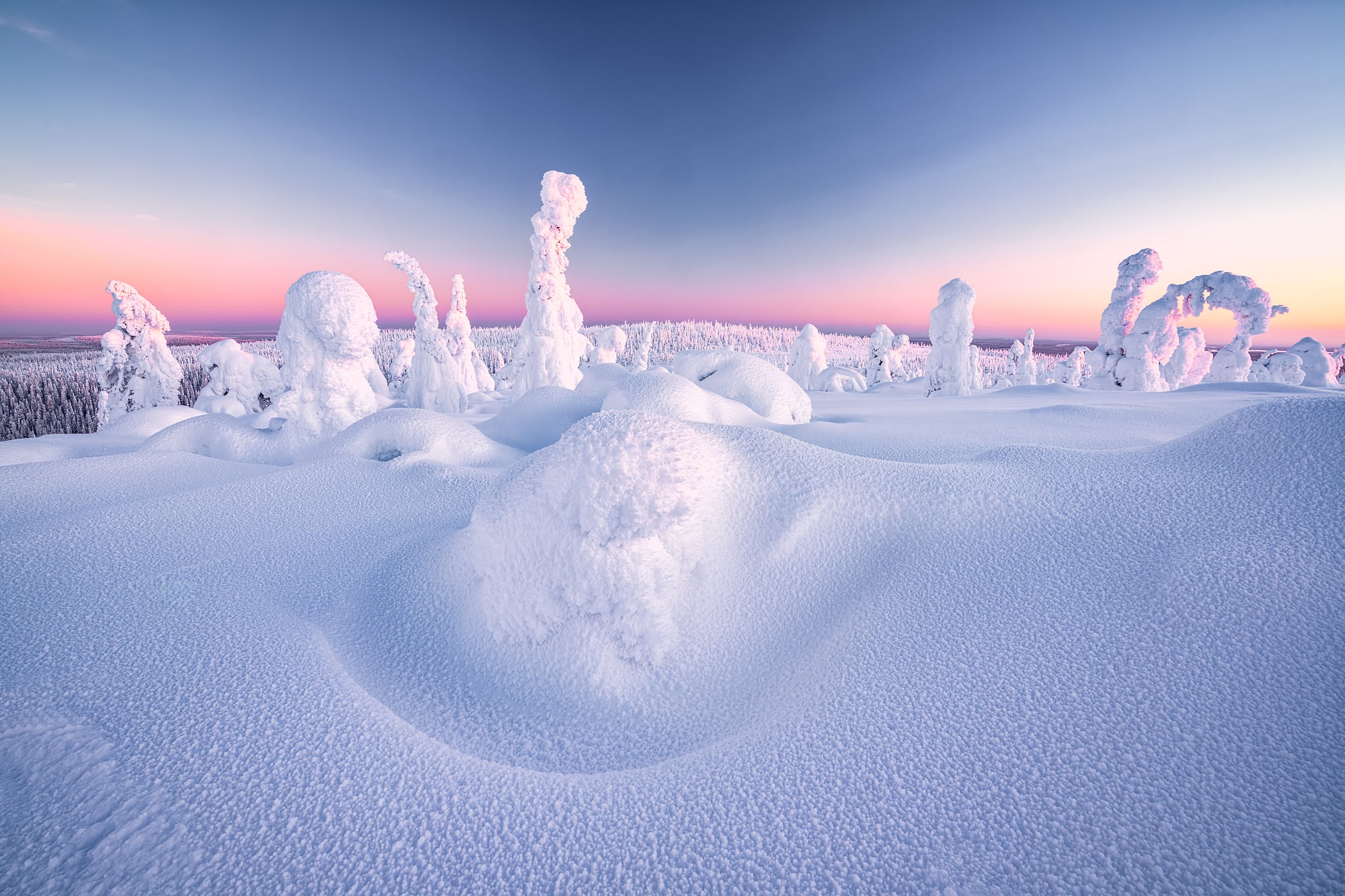 riisitunturi national park snow covered trees
