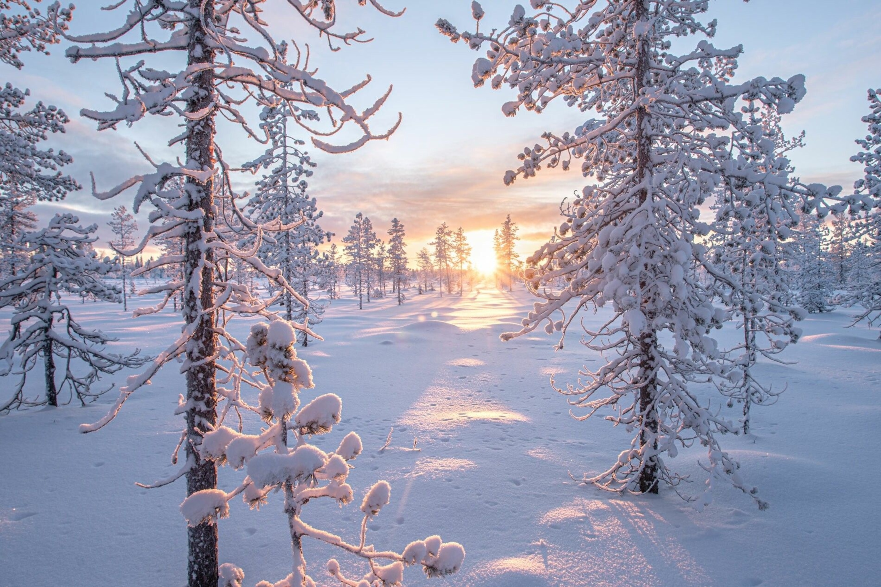 finnish lapland winter snow forest daylight