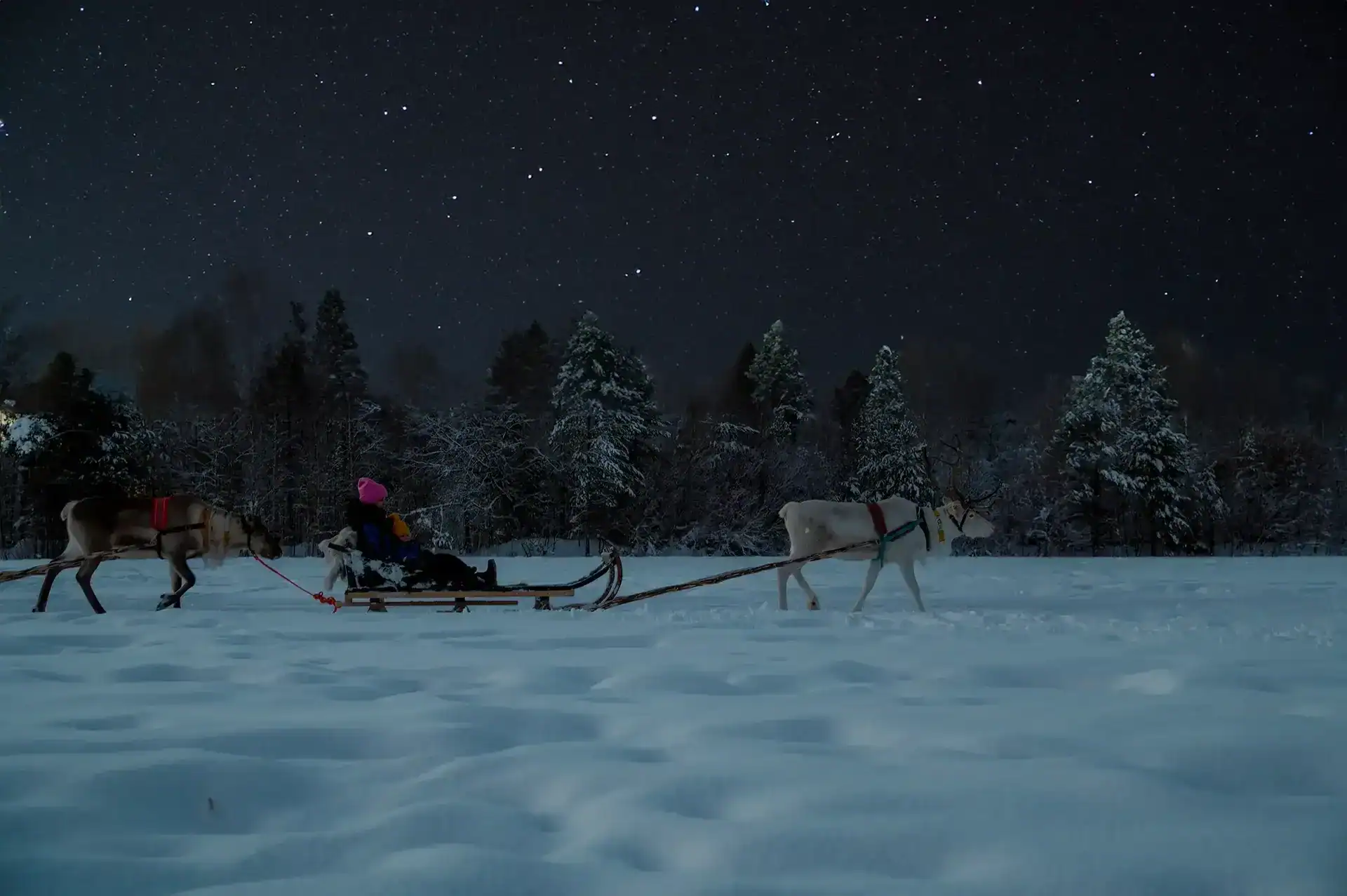 reindeer sleigh ride snowy forest Lapland