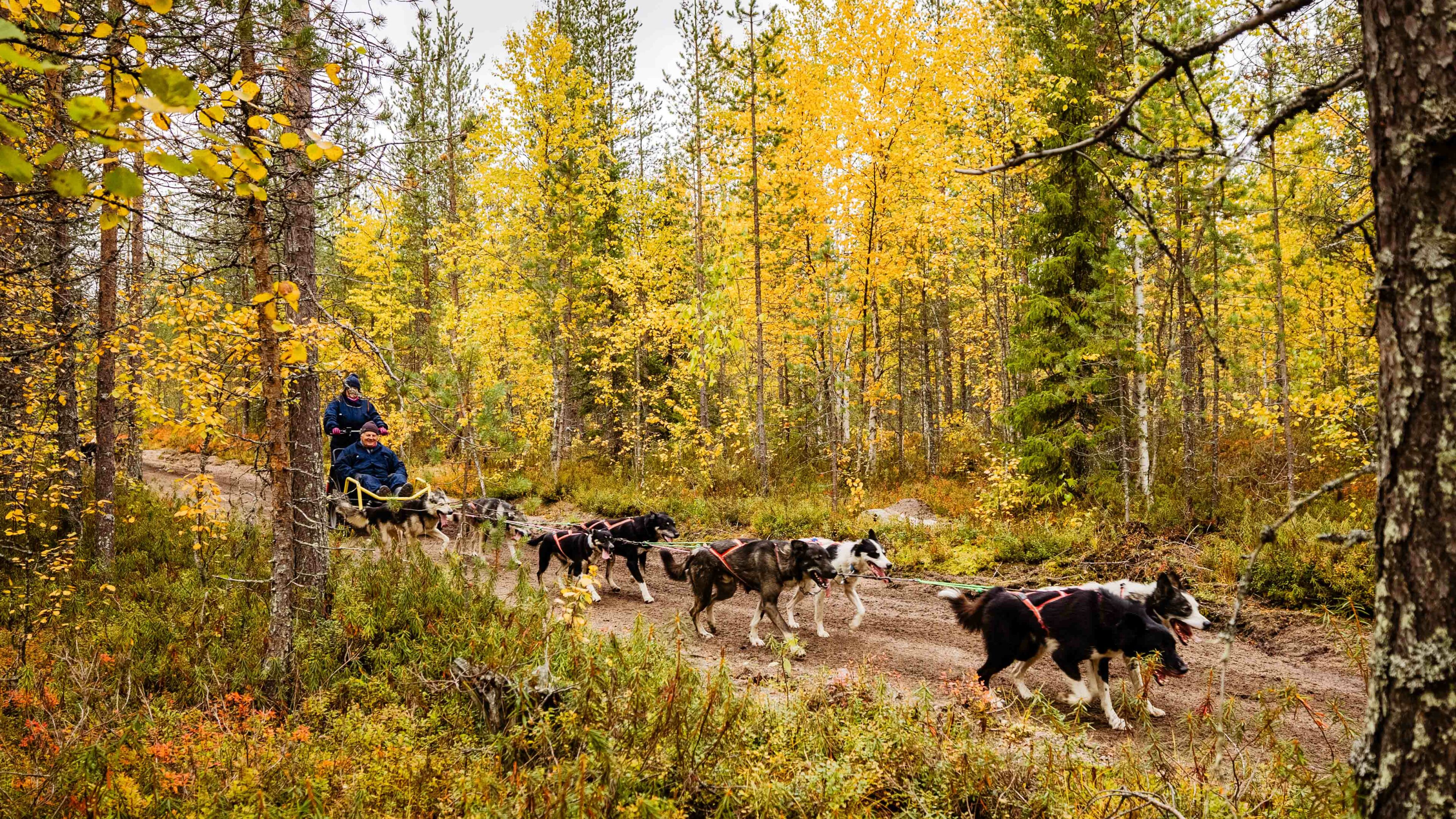 husky sled ride Rovaniemi Lapland