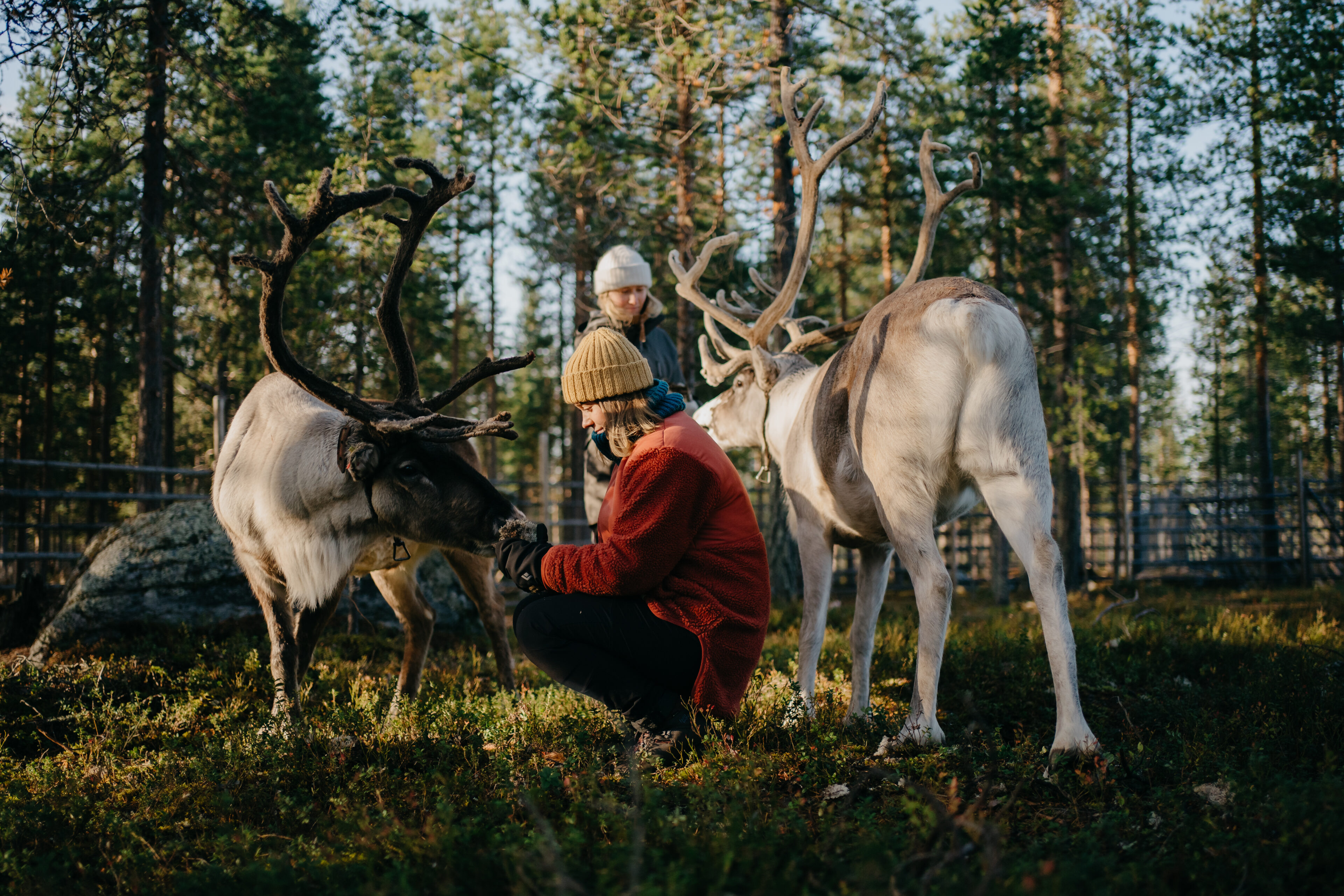 Santa Claus Village reindeer sleigh ride Rovaniemi Lapland