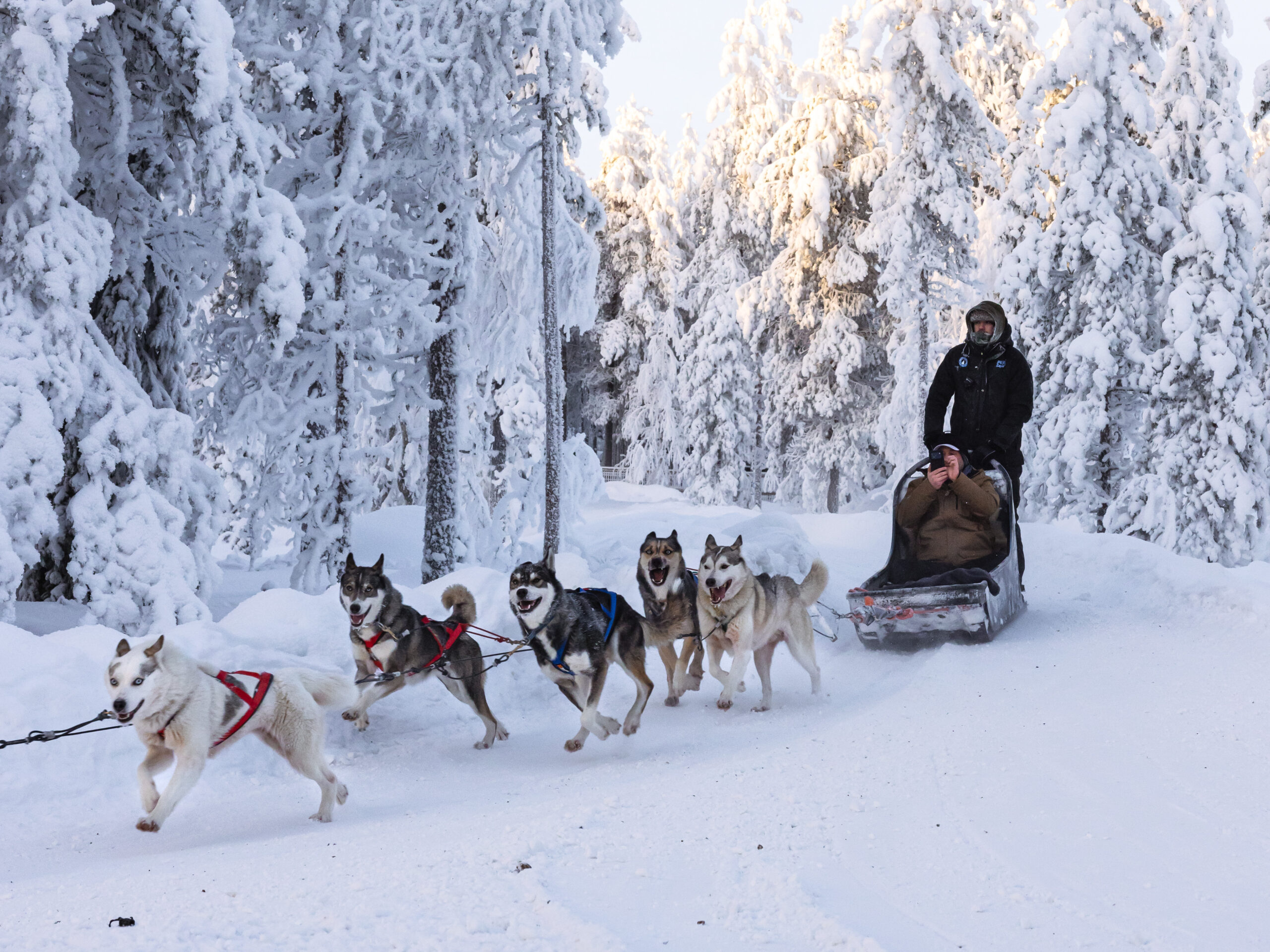 husky sled dogs resting in snow kennel Finland