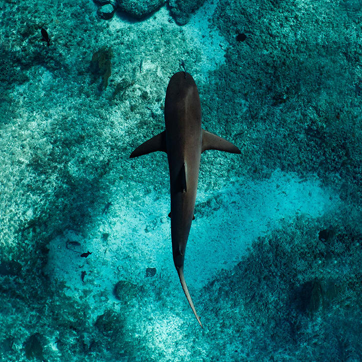 Caribbean Yacht Charter